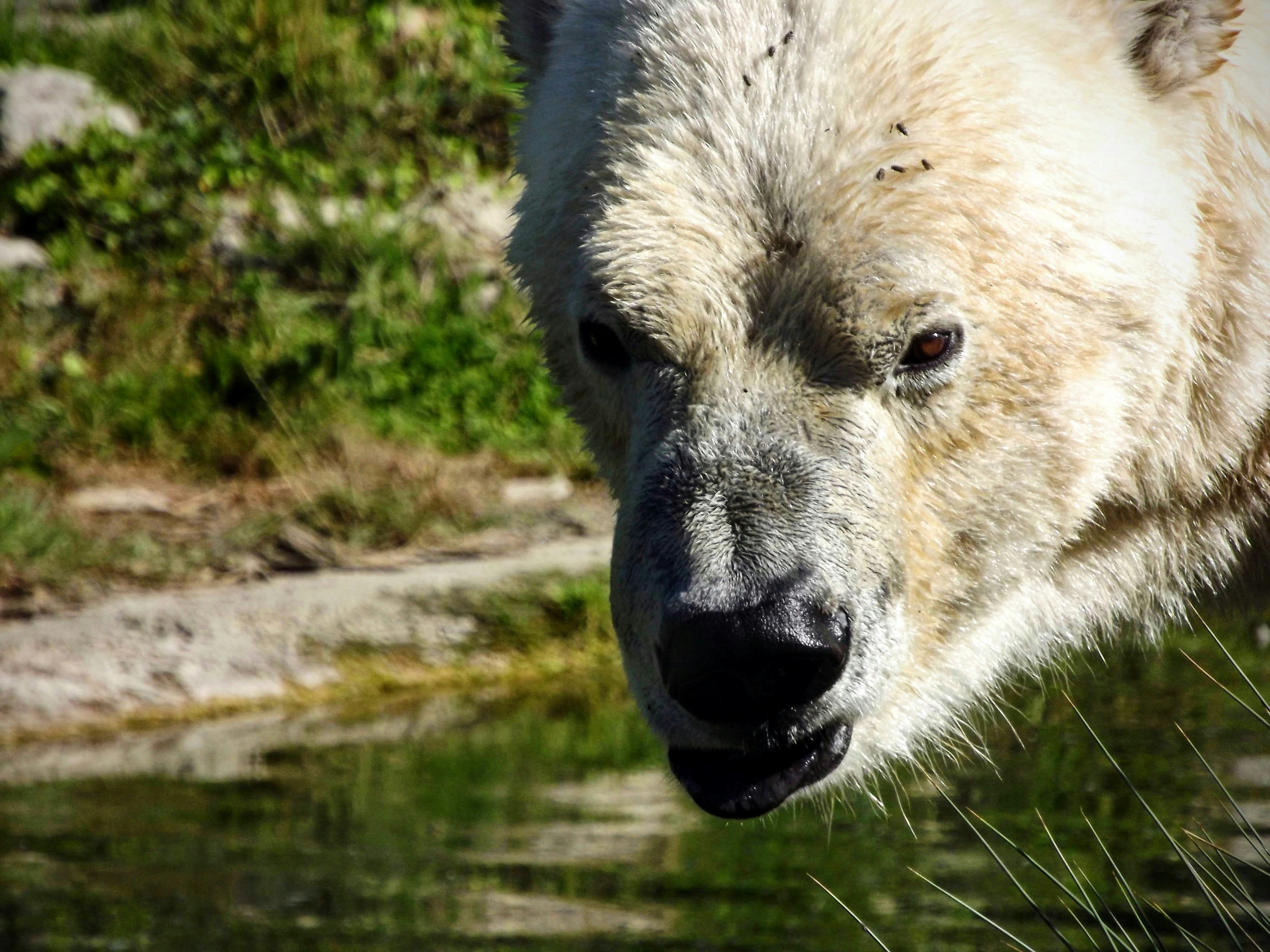 Close-up of a polar bear's face near water