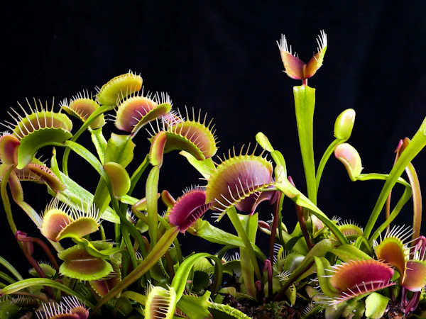 carnivorous plants