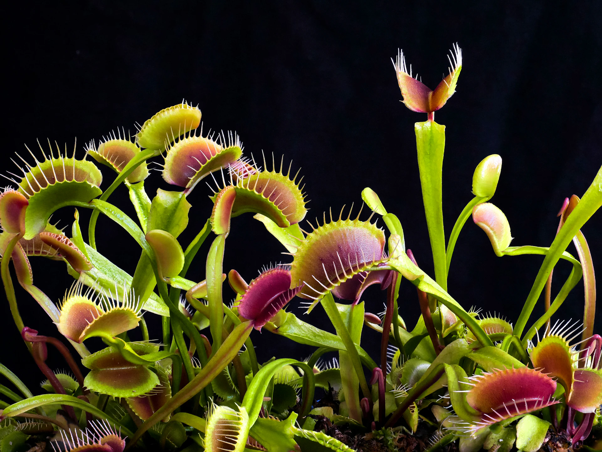 Several venus flytrap plants with open traps