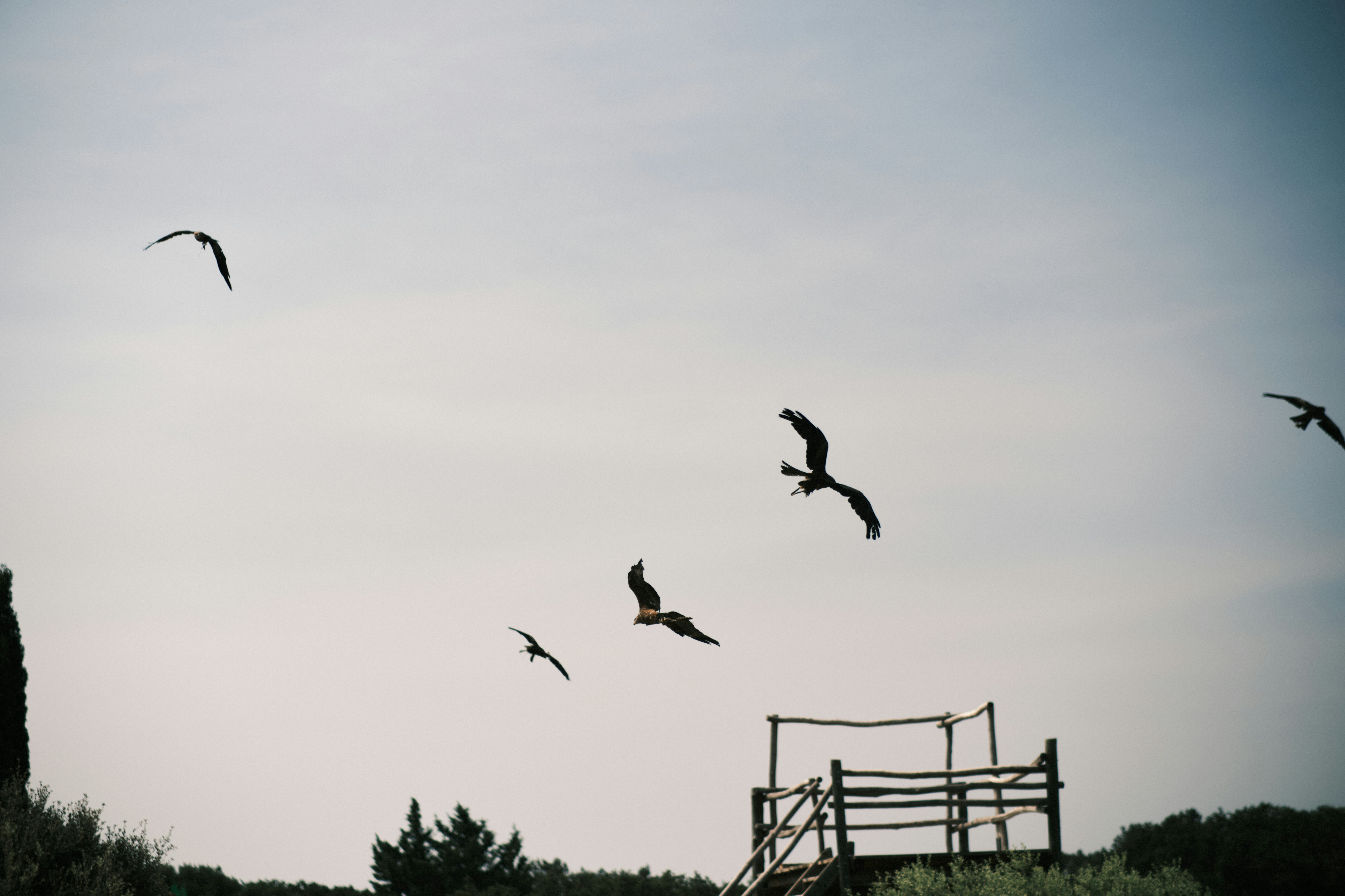 Seagulls flying in a clear sky over the coast.
