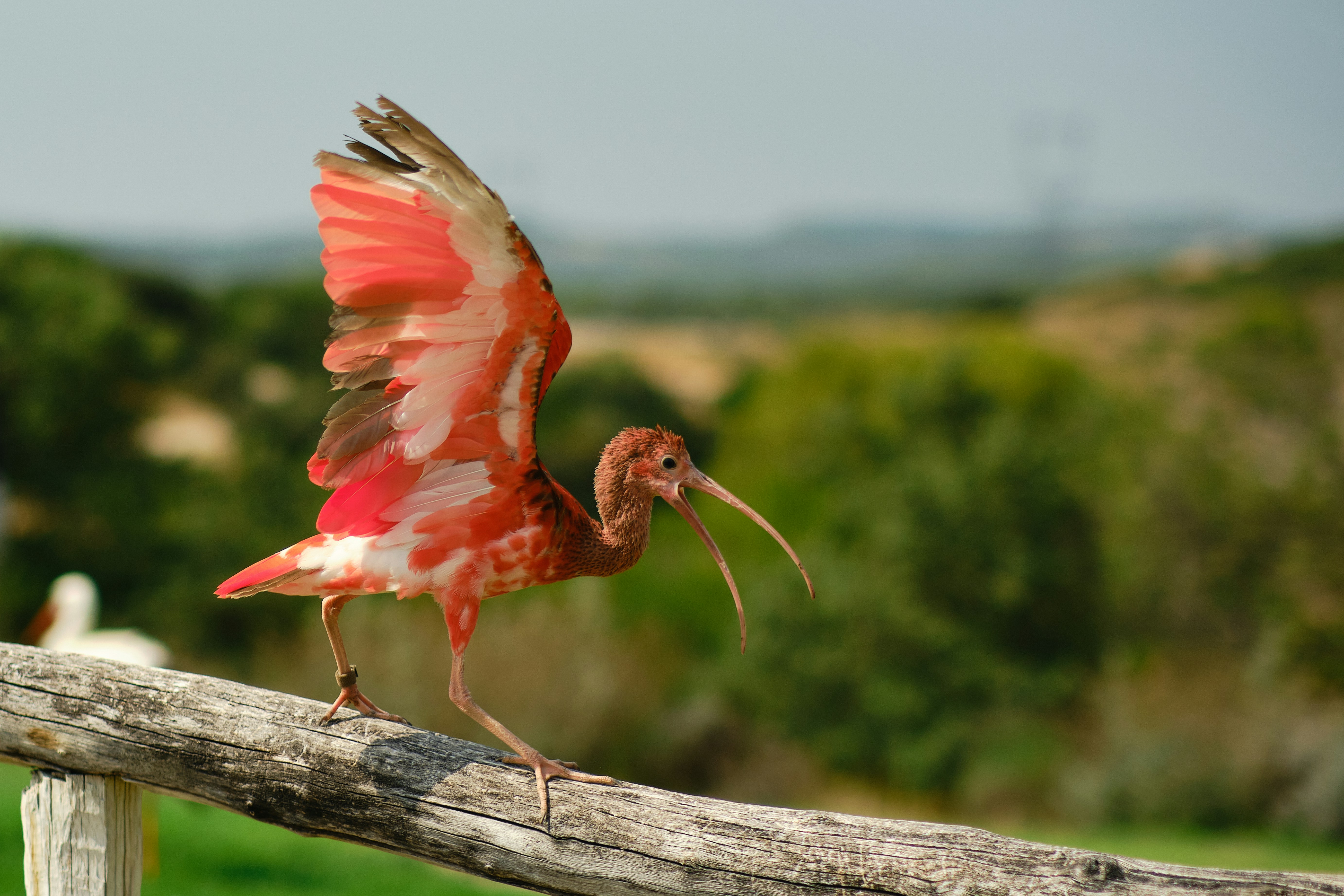 A red ibis bird with wings spread on a wooden fence.