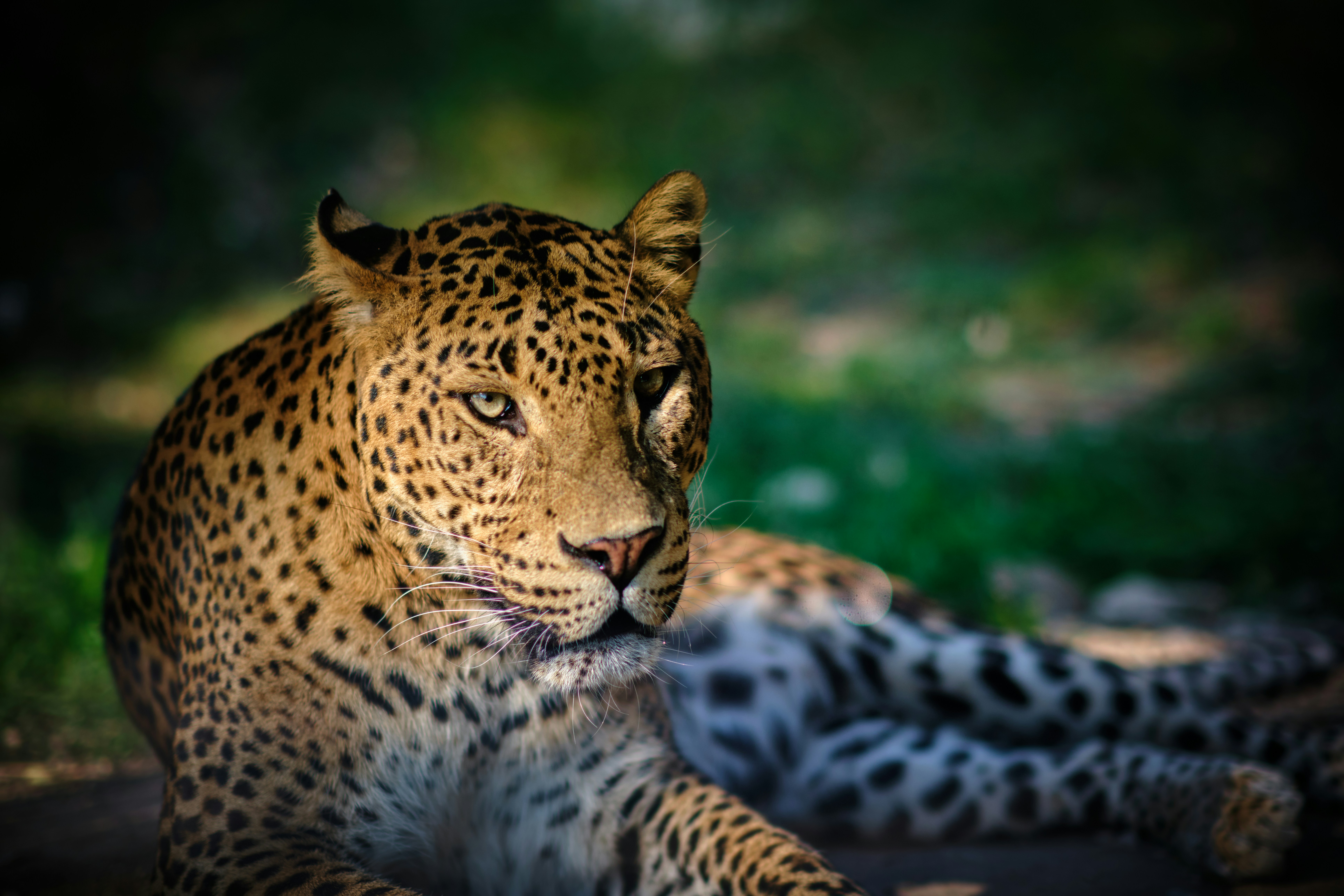 A leopard rests in a sunlit forest clearing.