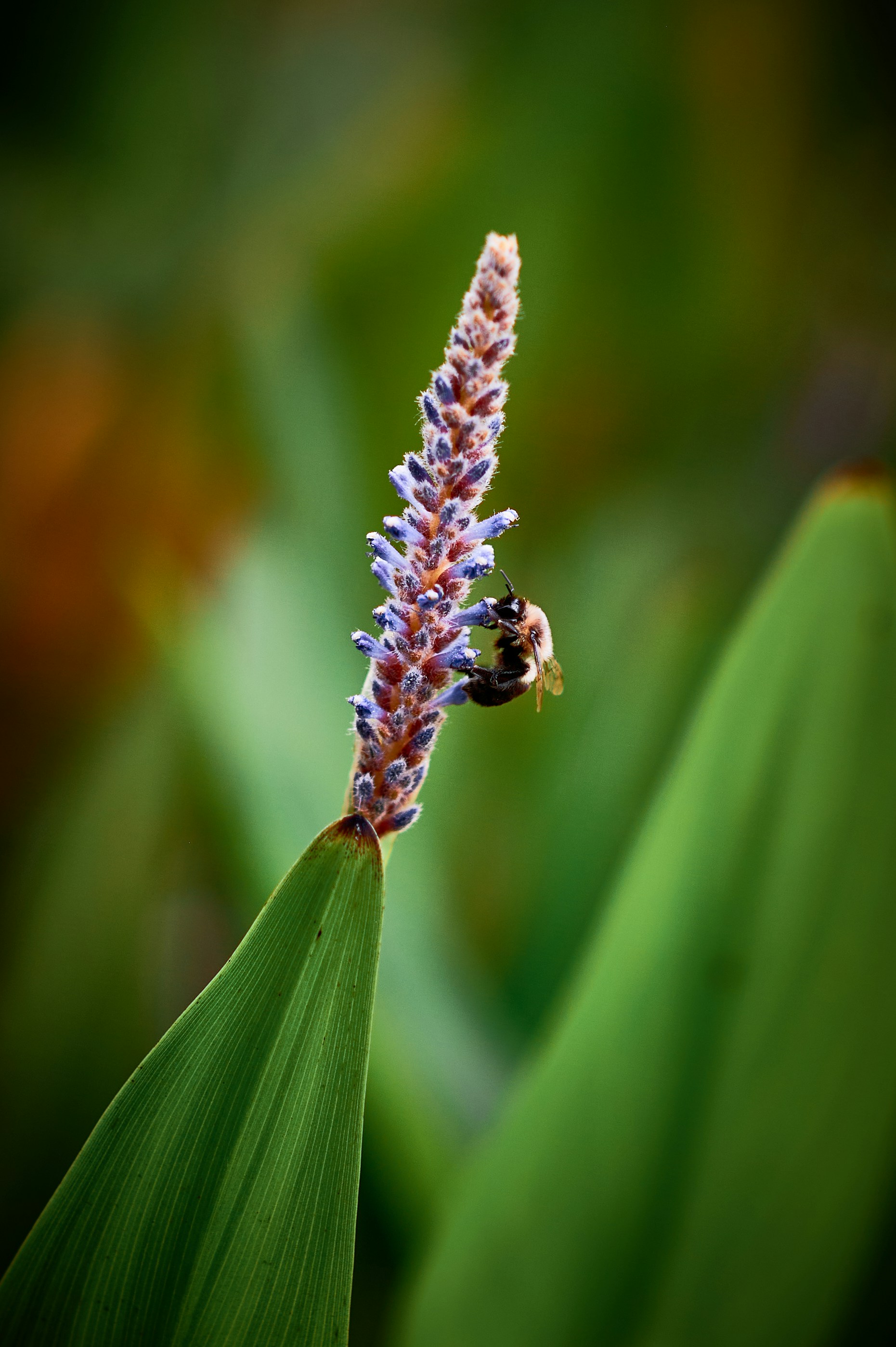 A bee collects nectar from a purple flower.