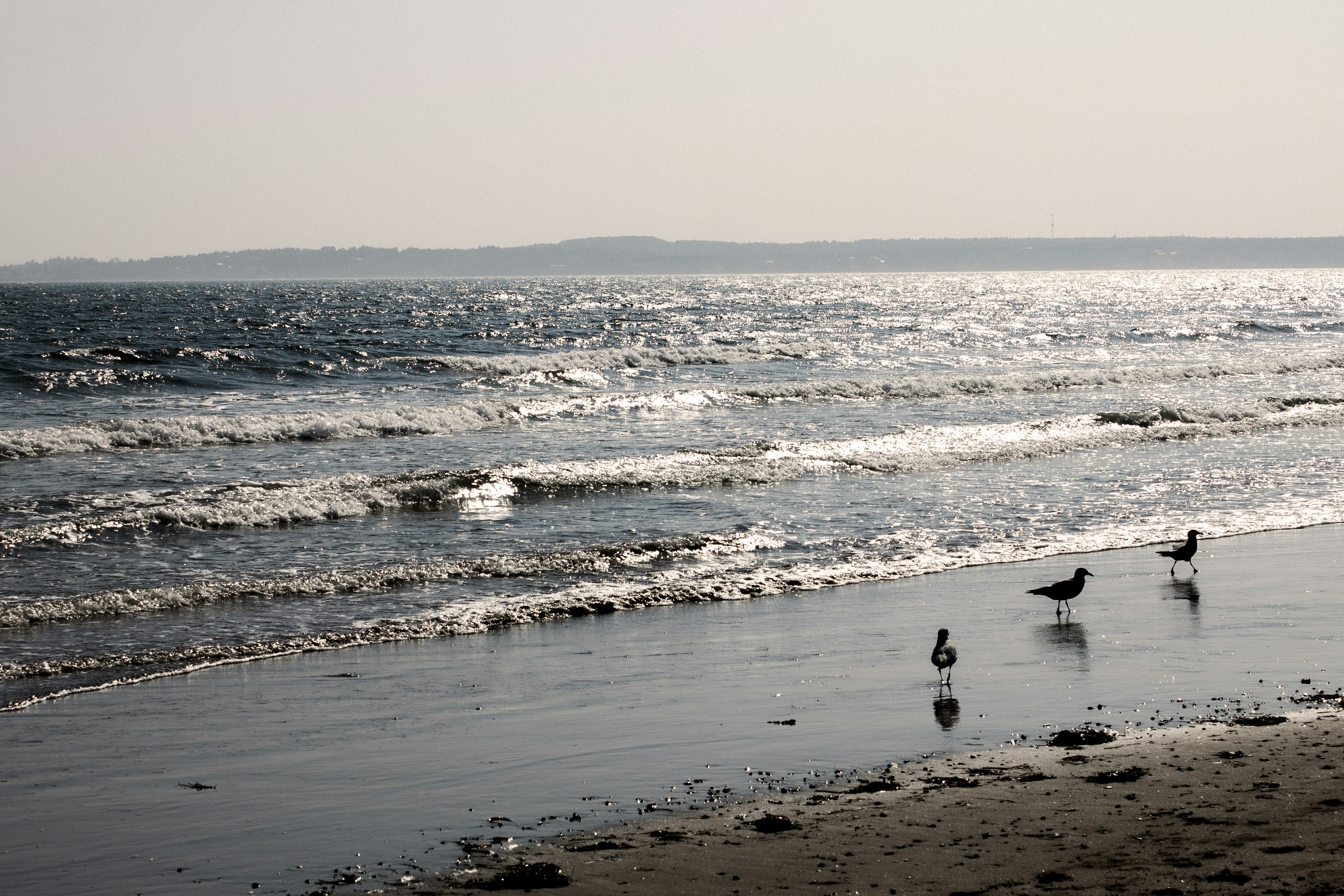 Gabbiani su una spiaggia sabbiosa con le onde dell'oceano