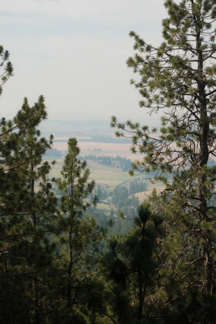 Pine trees overlook a hazy valley landscape