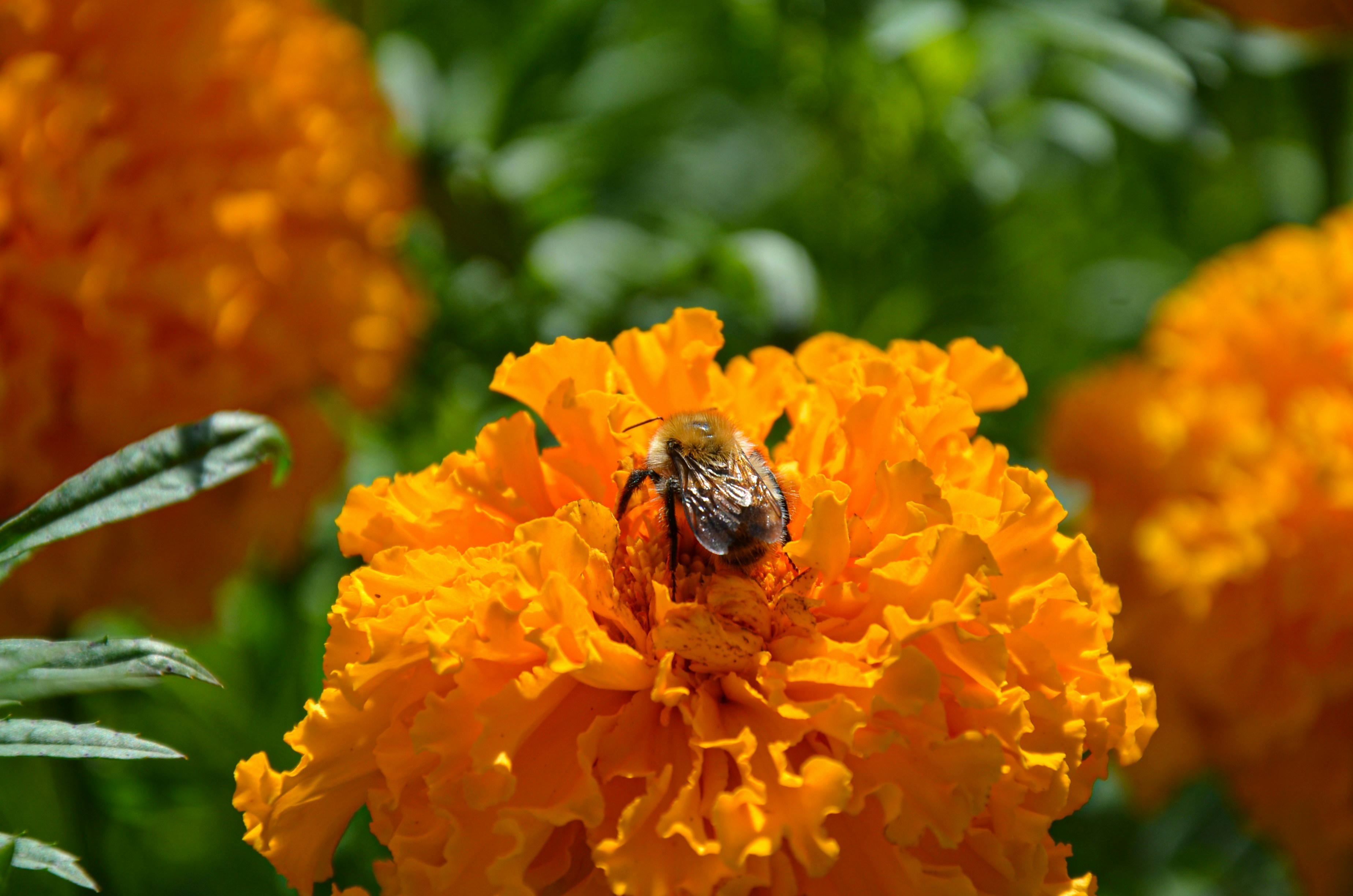 Photo by nestormehanikov