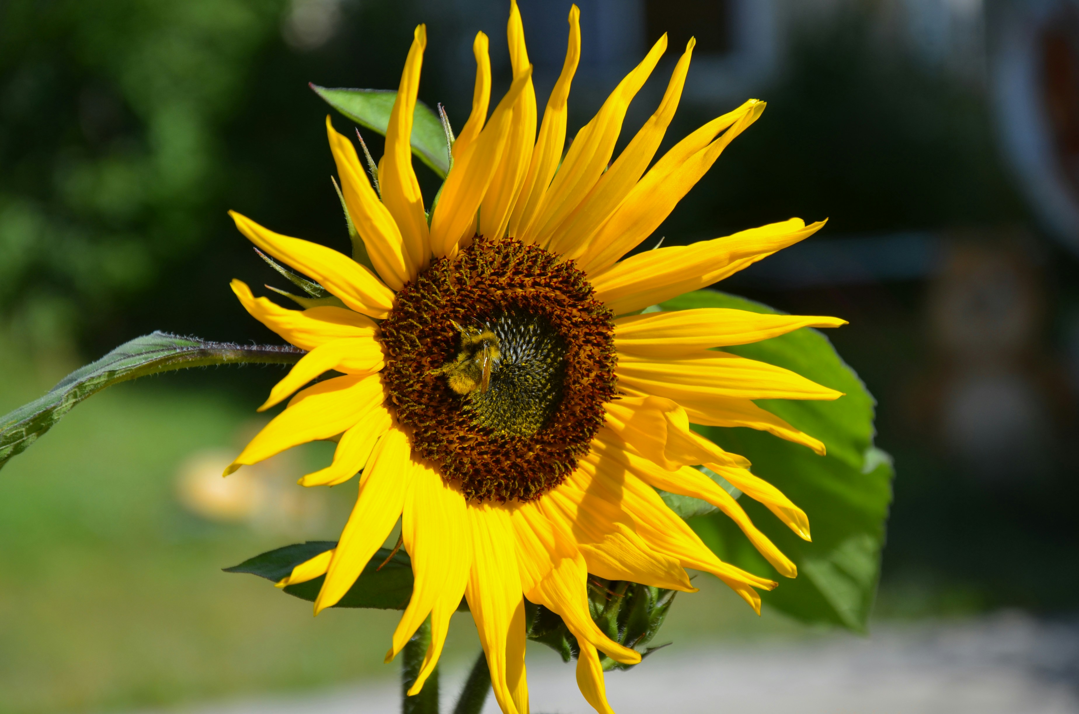 Photo by nestormehanikov