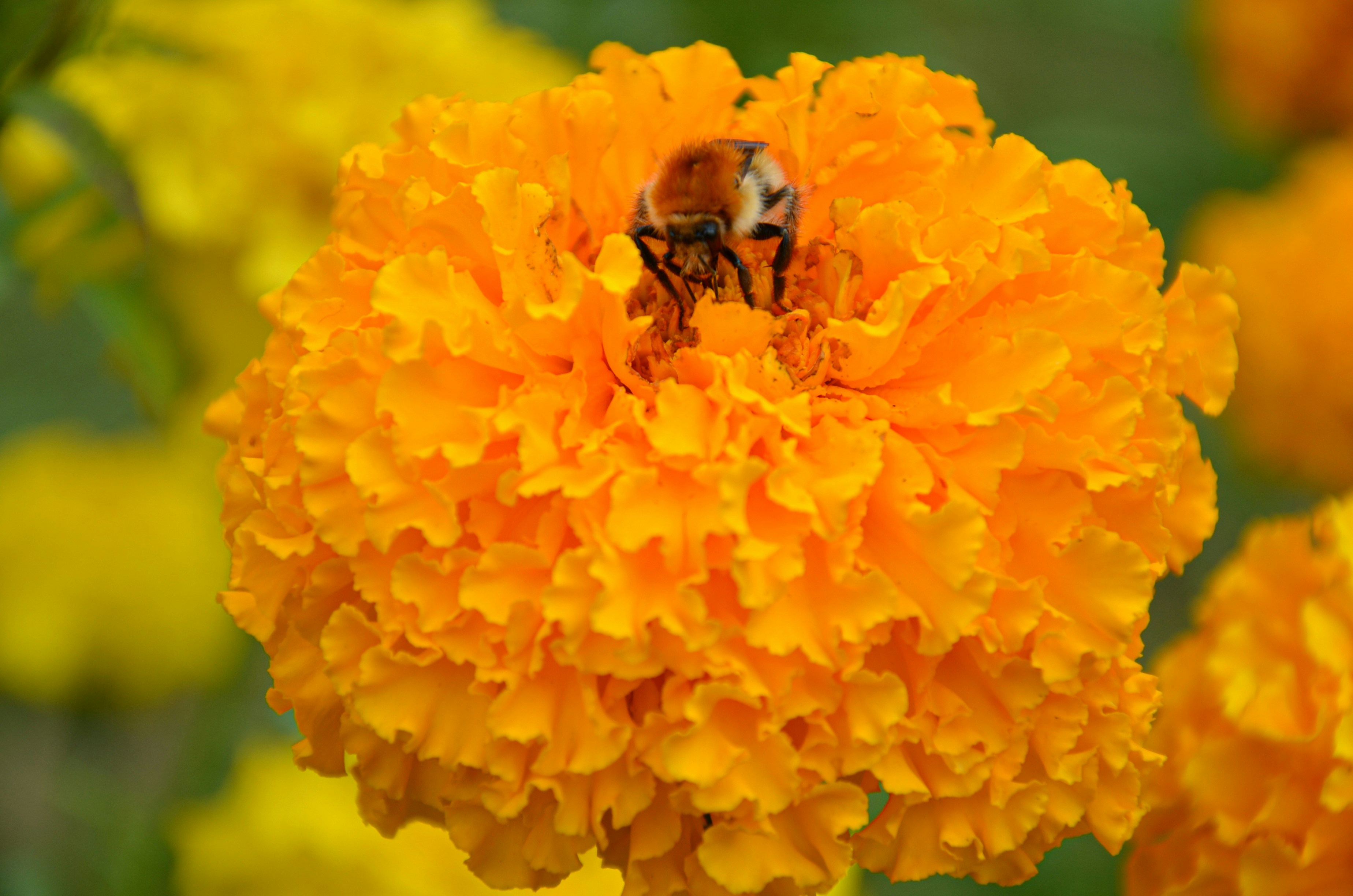 Photo by nestormehanikov