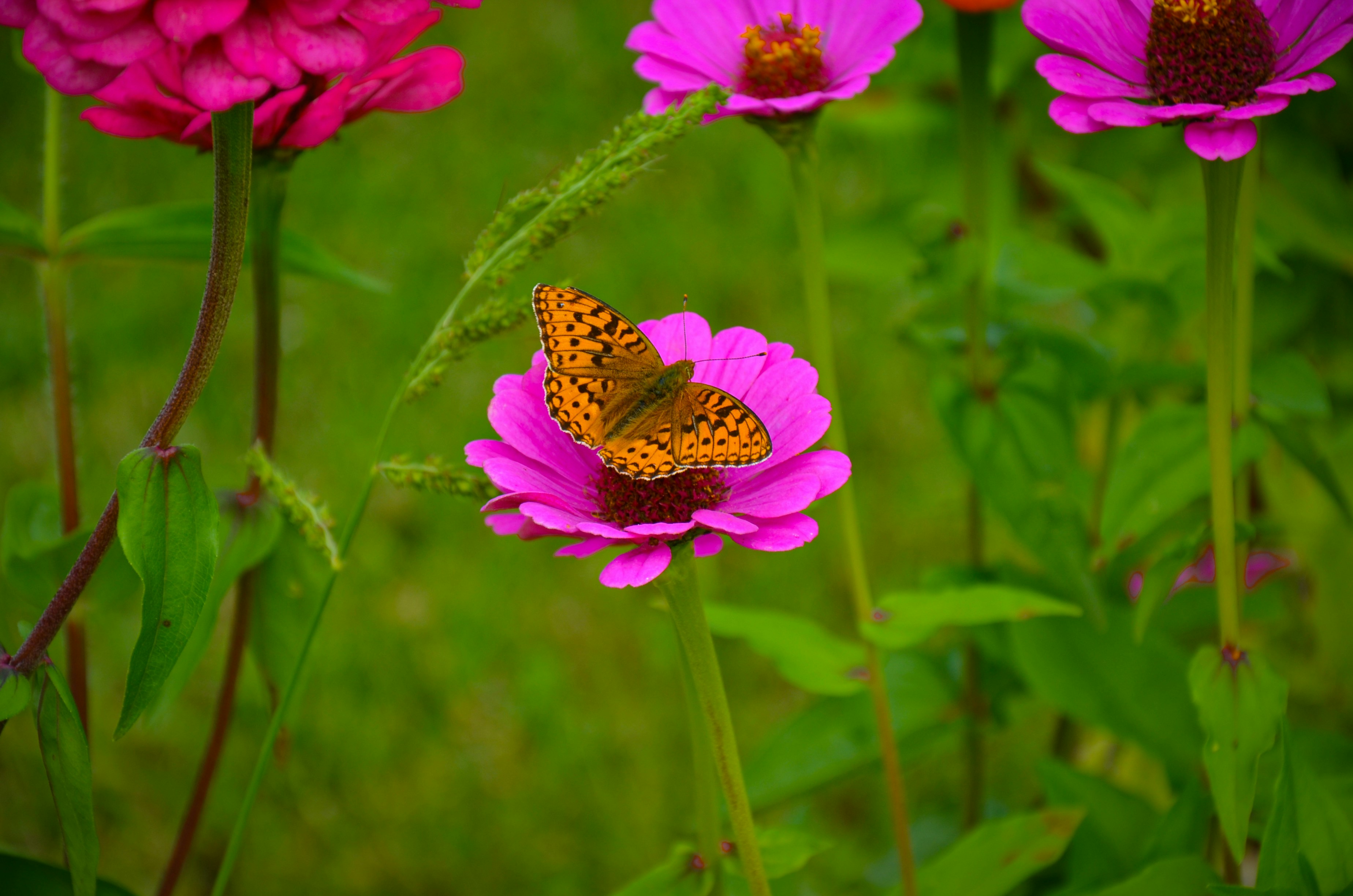 Photo by nestormehanikov