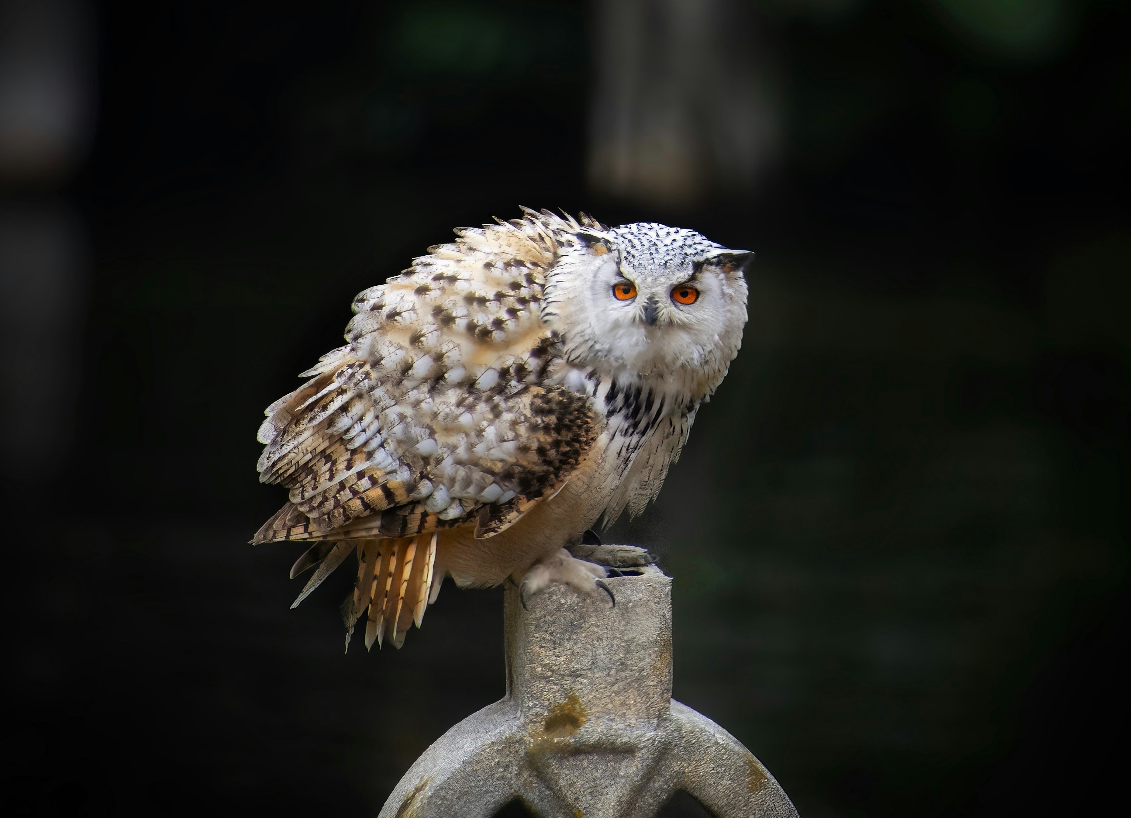 Photo by tommasodelton