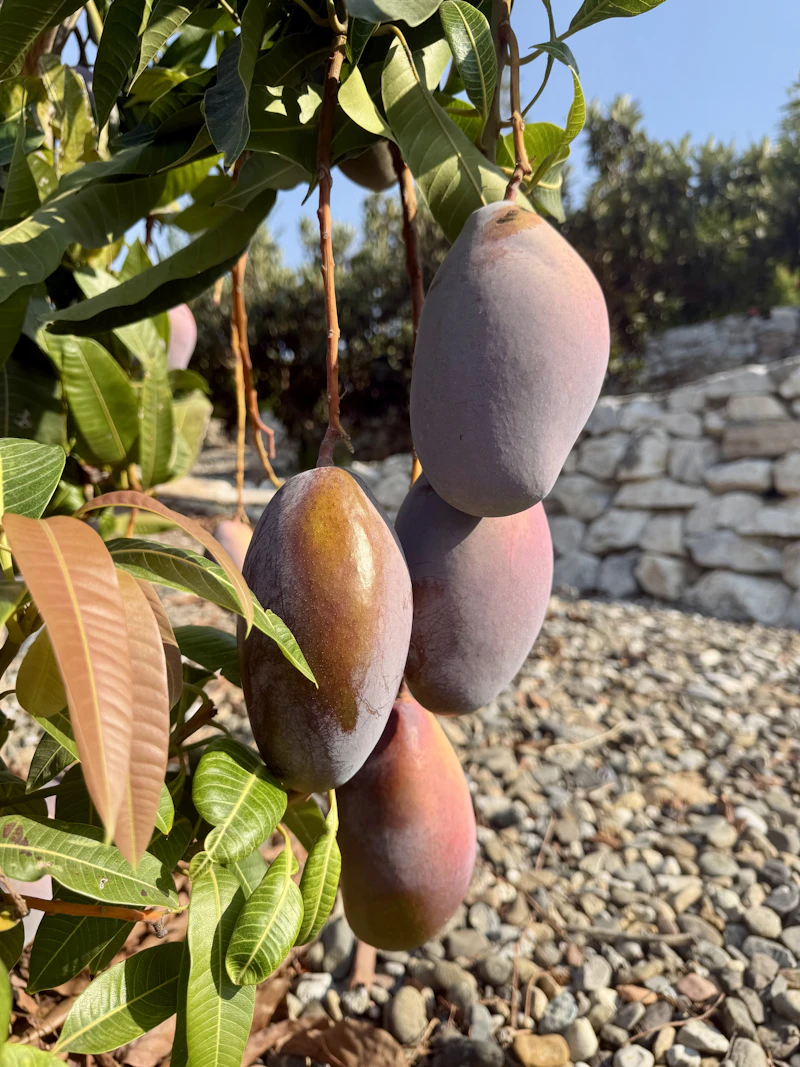 Freshness begins at the farm.