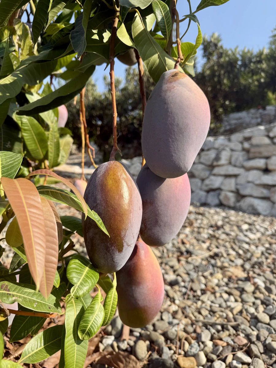 Harvest selected at peak ripeness