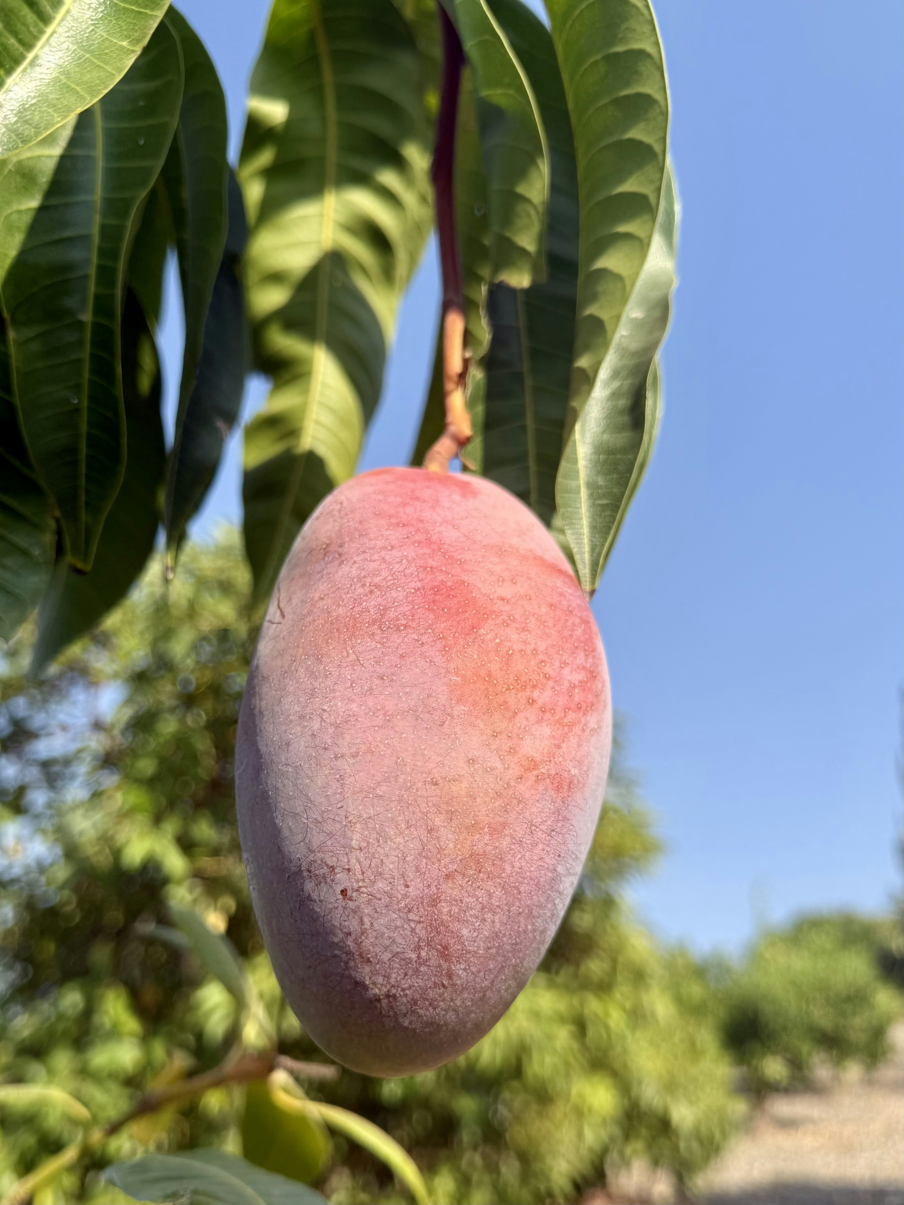 Un mango maduro cuelga de la rama de un árbol. foto – Imagen de Sol  gratuita en Unsplash, image size:3000x4000