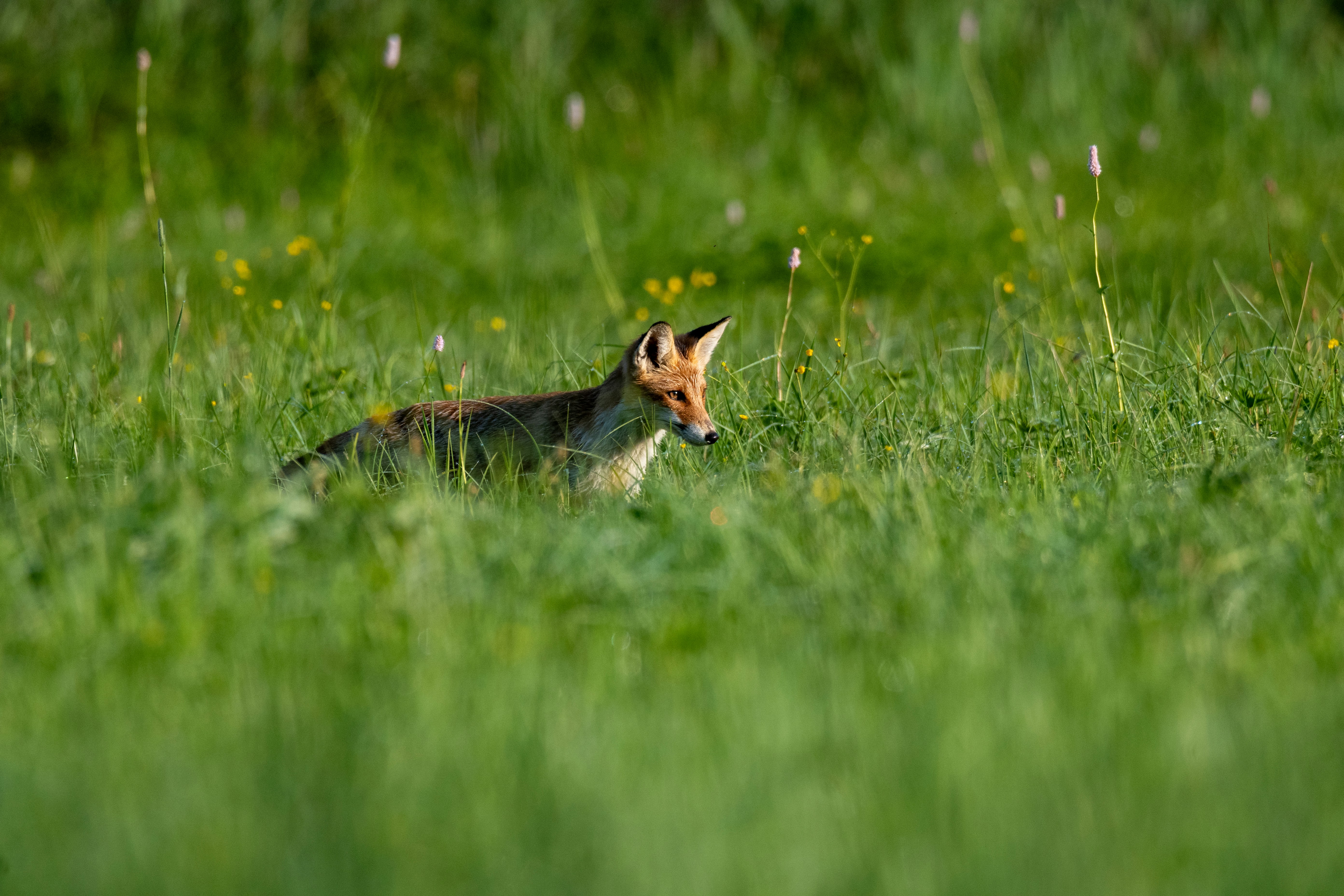 Photo by oj_wildframe