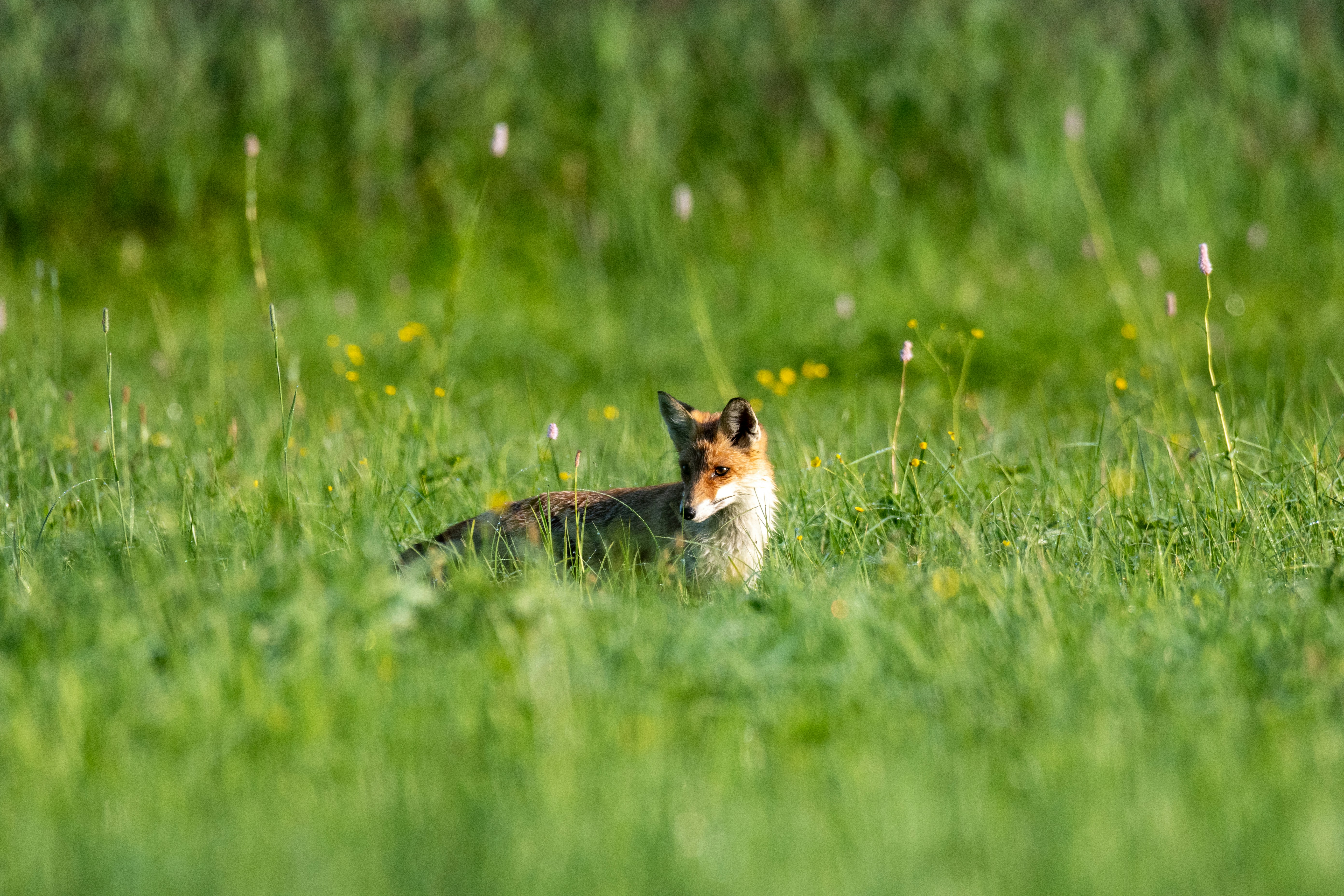 Photo by oj_wildframe