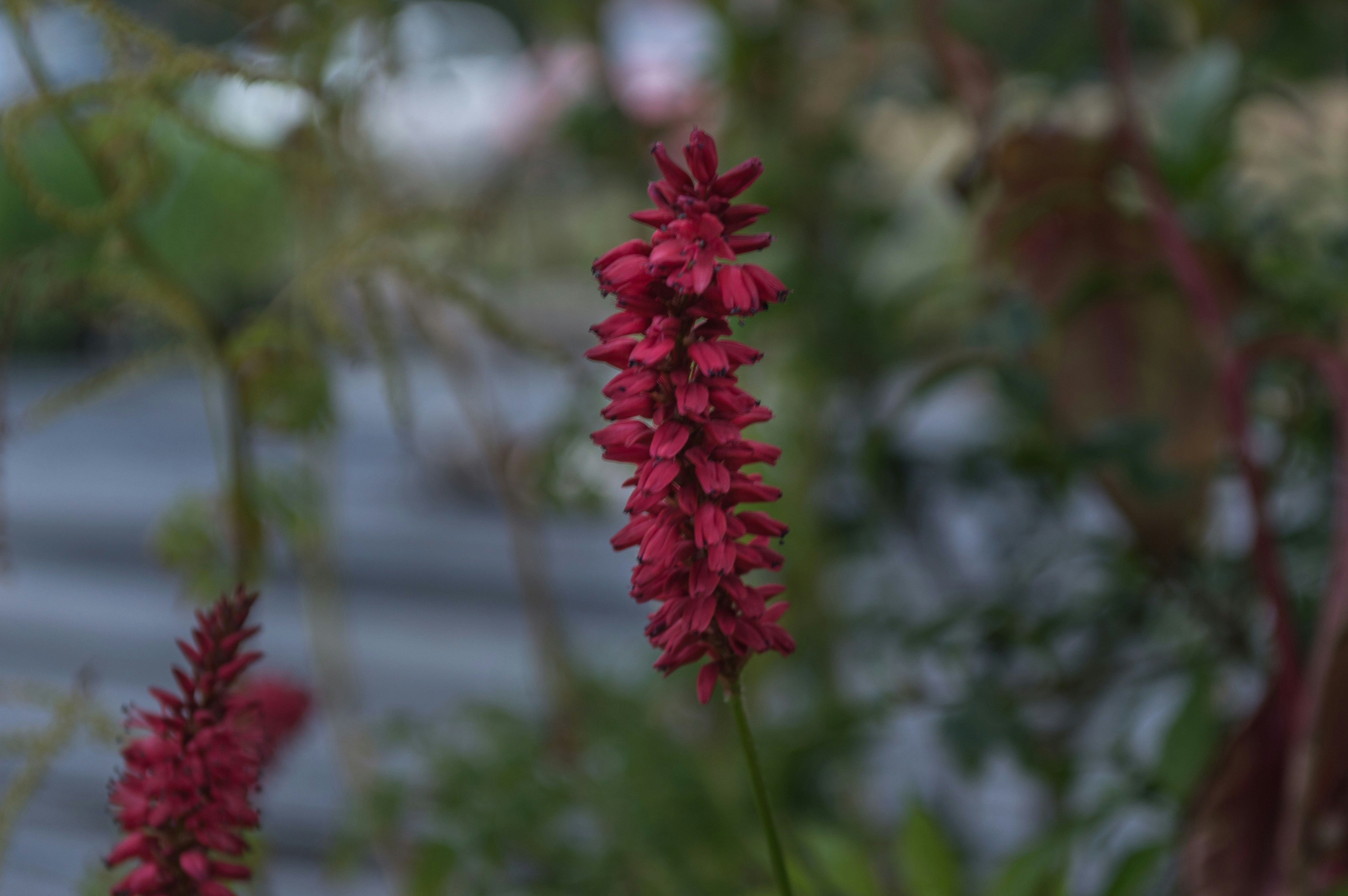 Photo by aaronmridhaphotography