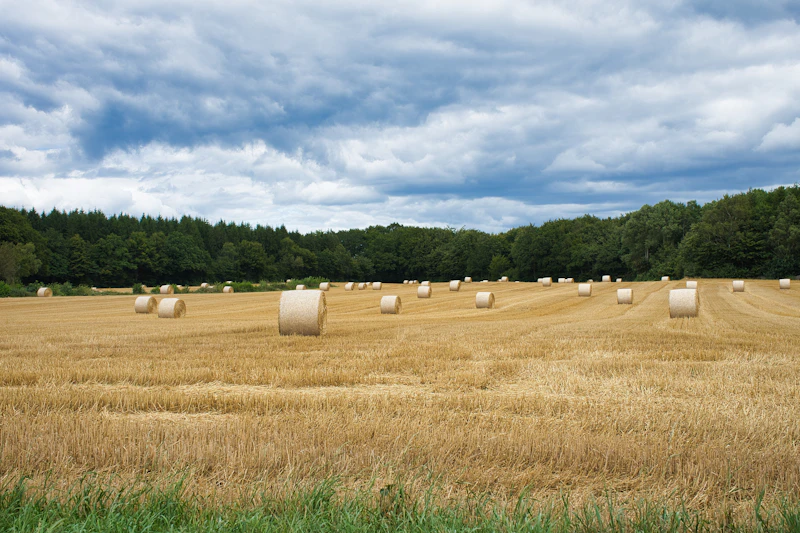 Rice Straw bales