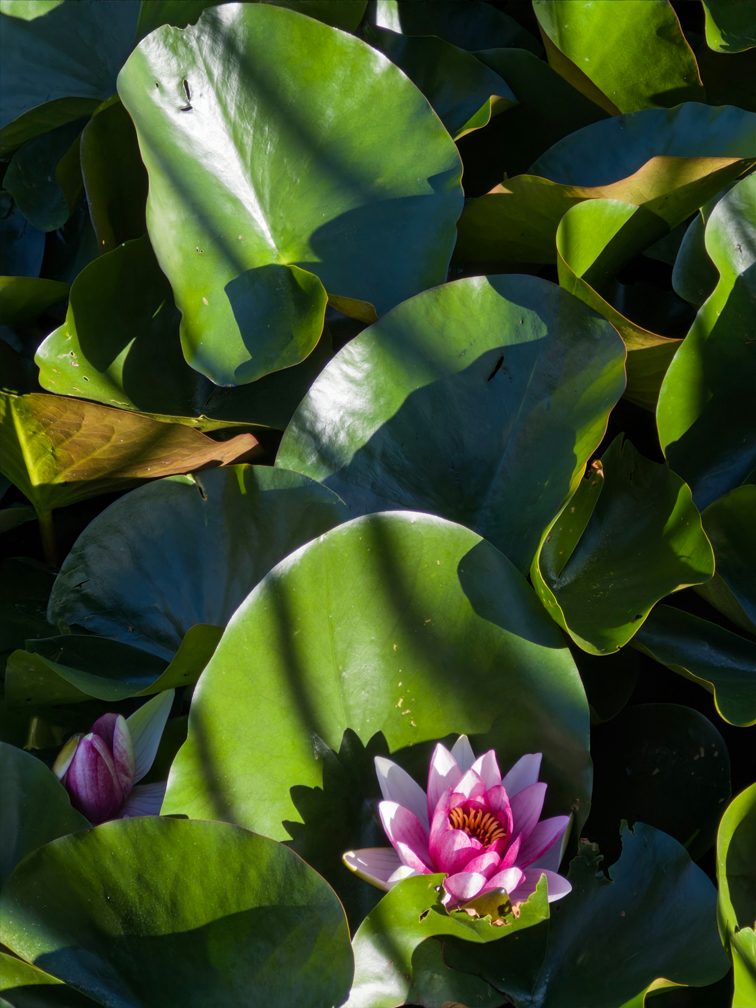 Photo by goldfinch1009