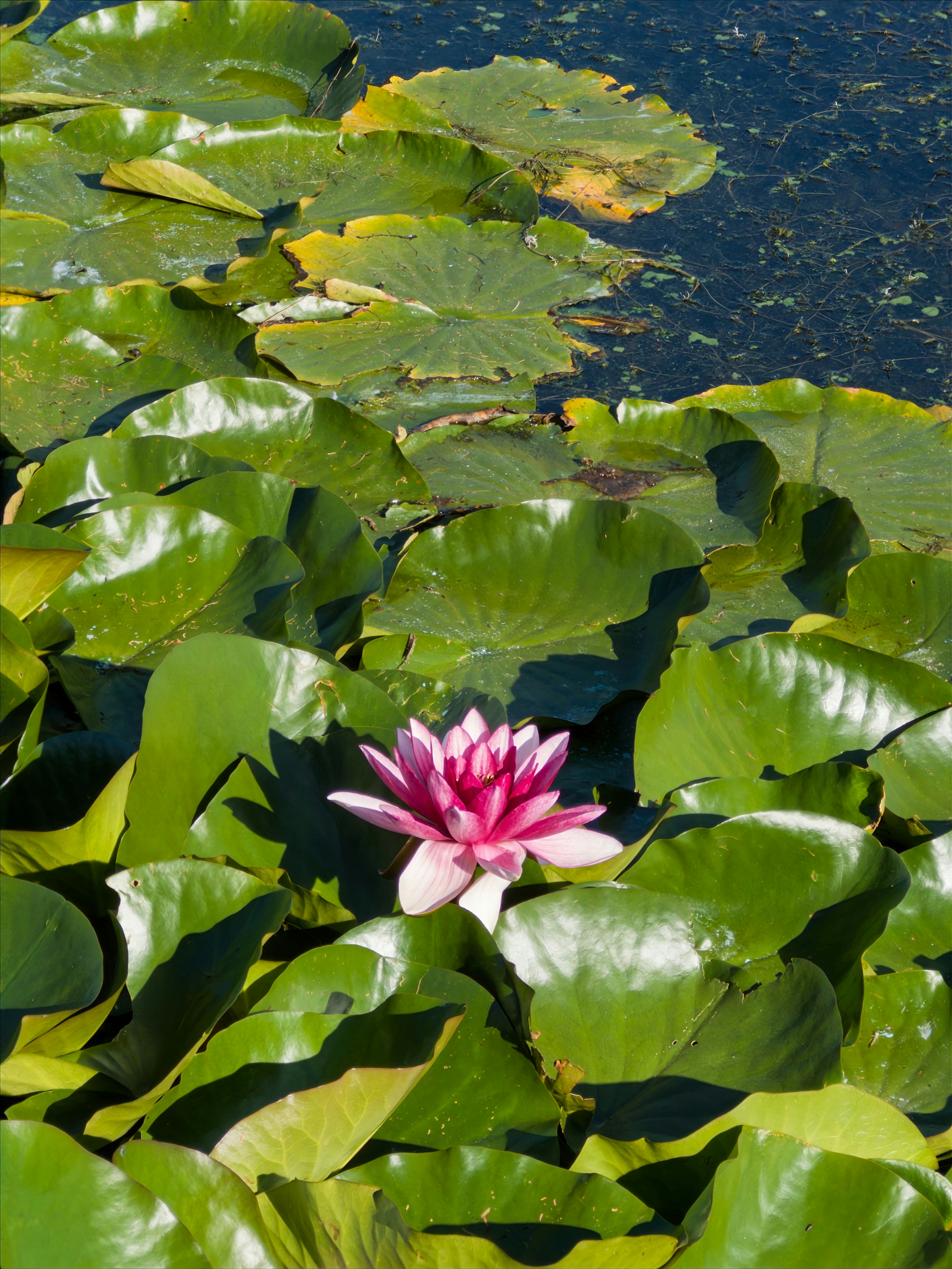 Photo by goldfinch1009