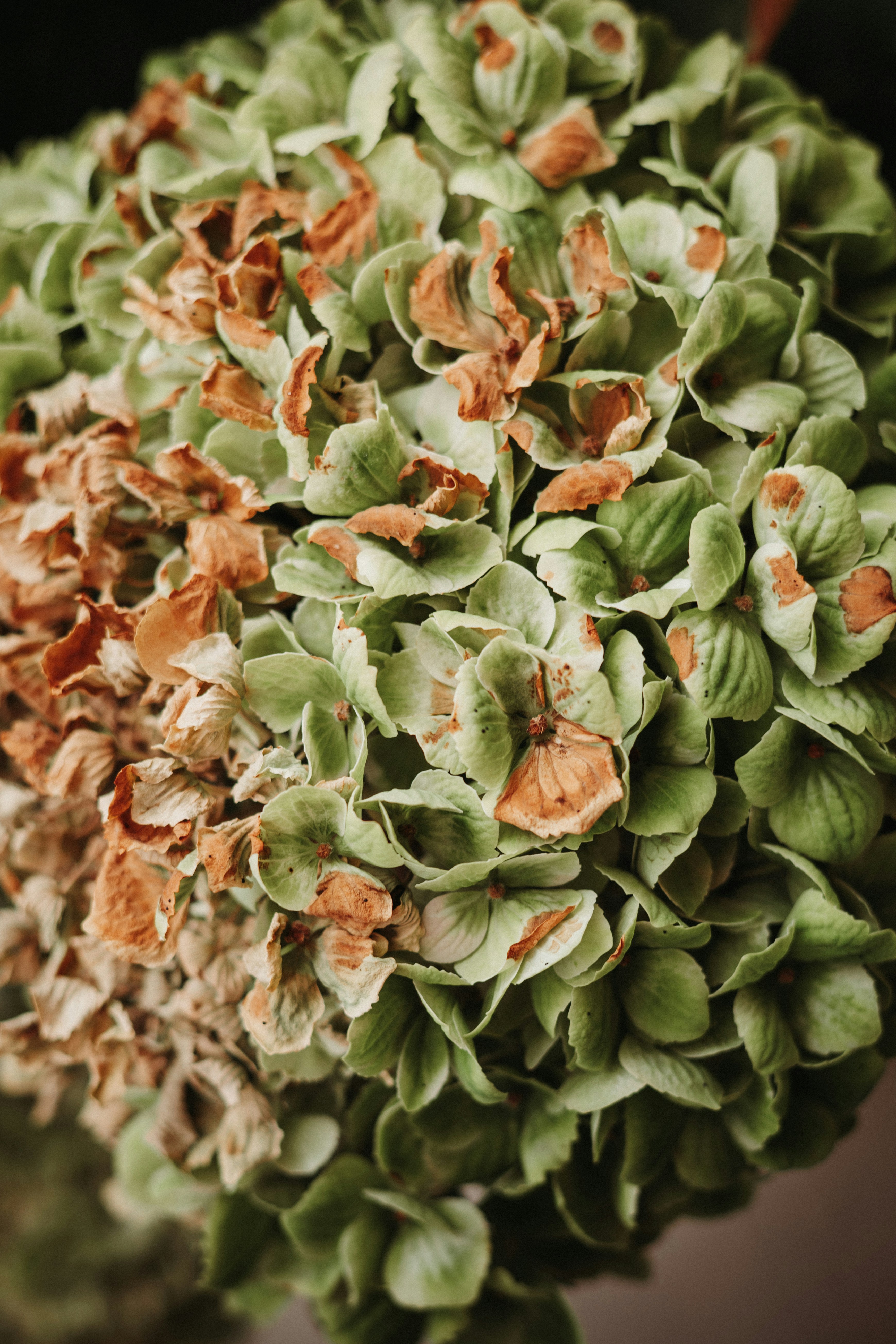Close-up of wilting green and brown hydrangea flowers