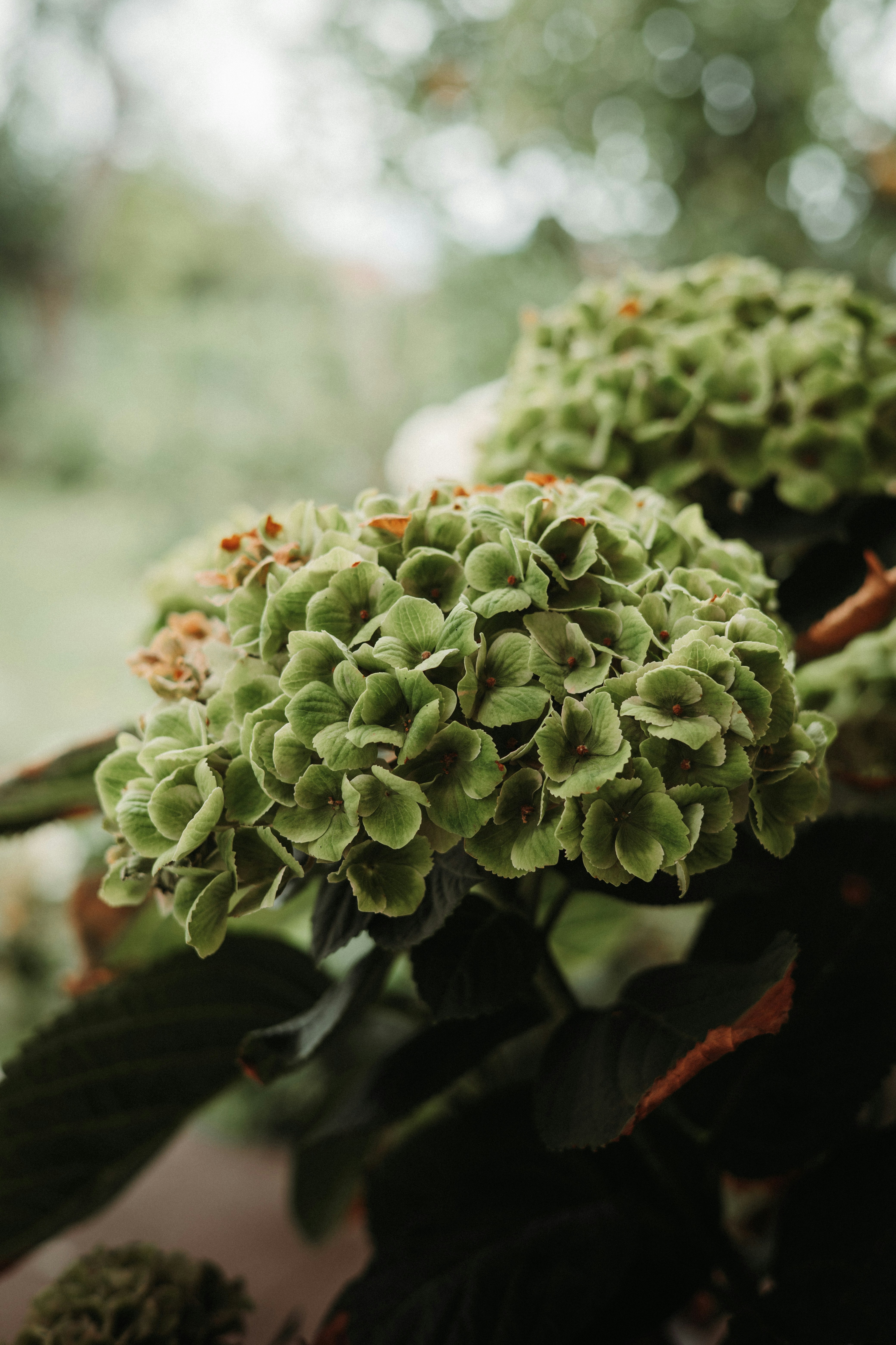 Close-up of green hydrangeas with dark leaves.