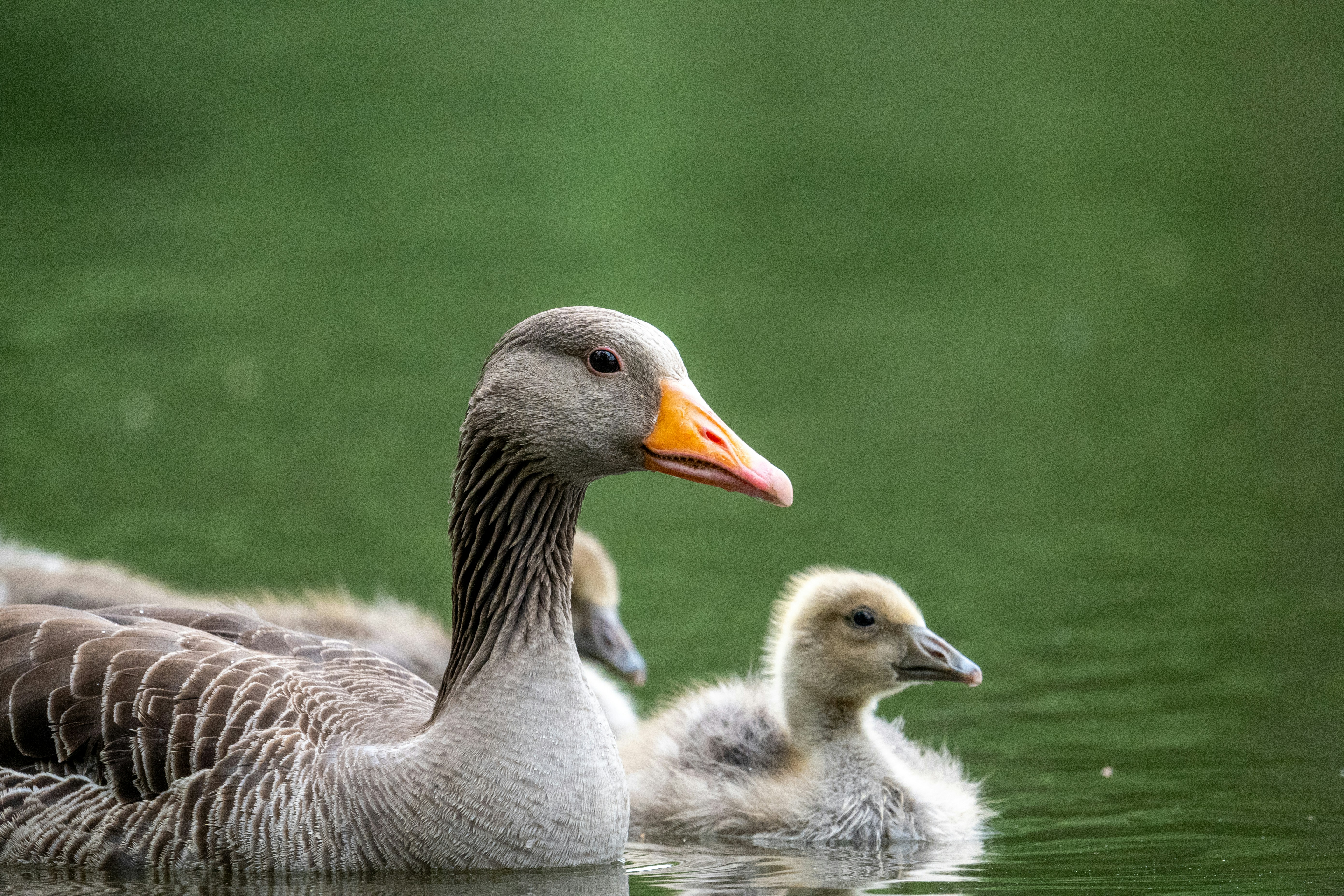 Photo by oj_wildframe