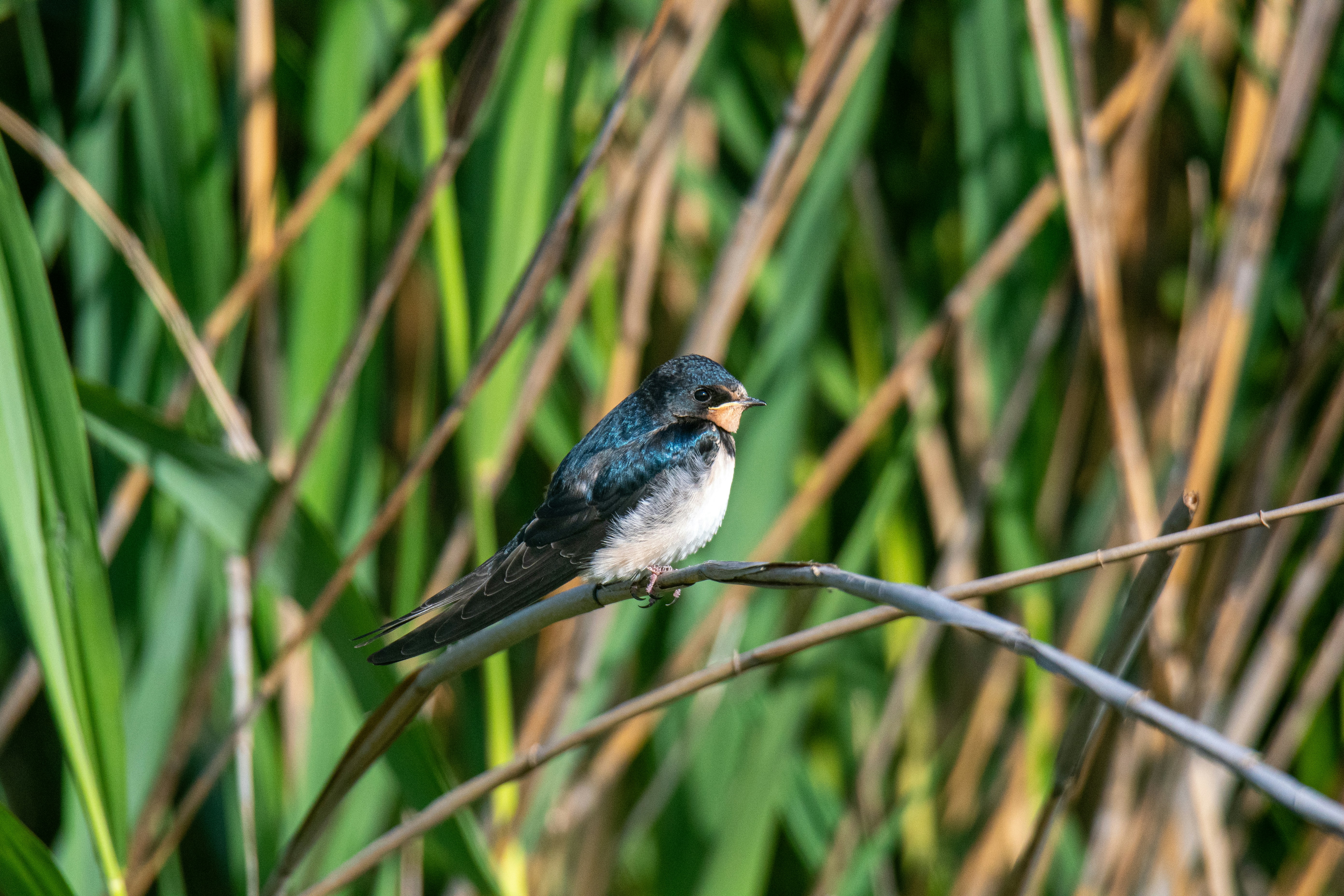 Photo by oj_wildframe