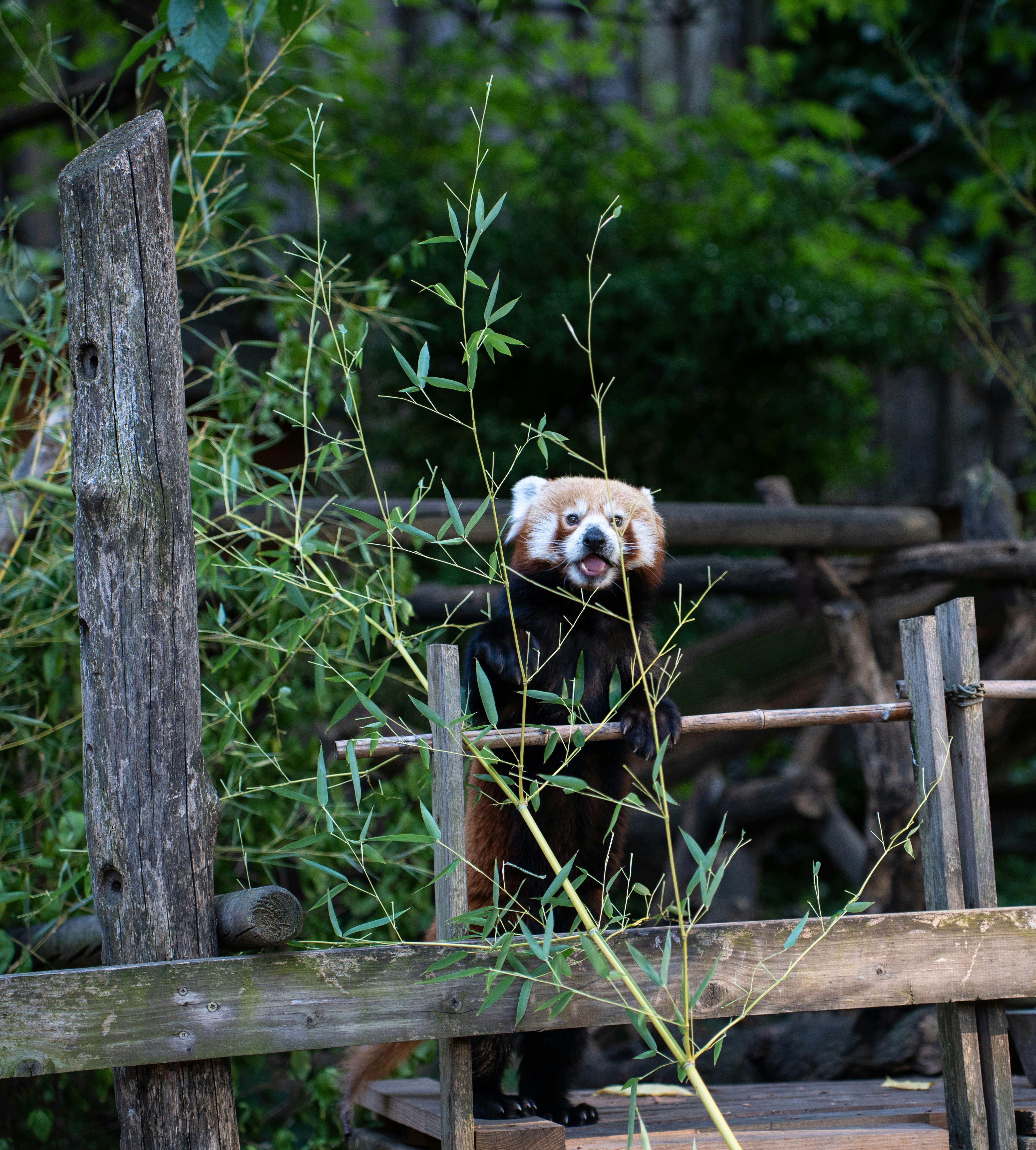 Red panda stands behind bamboo branches in enclosure.