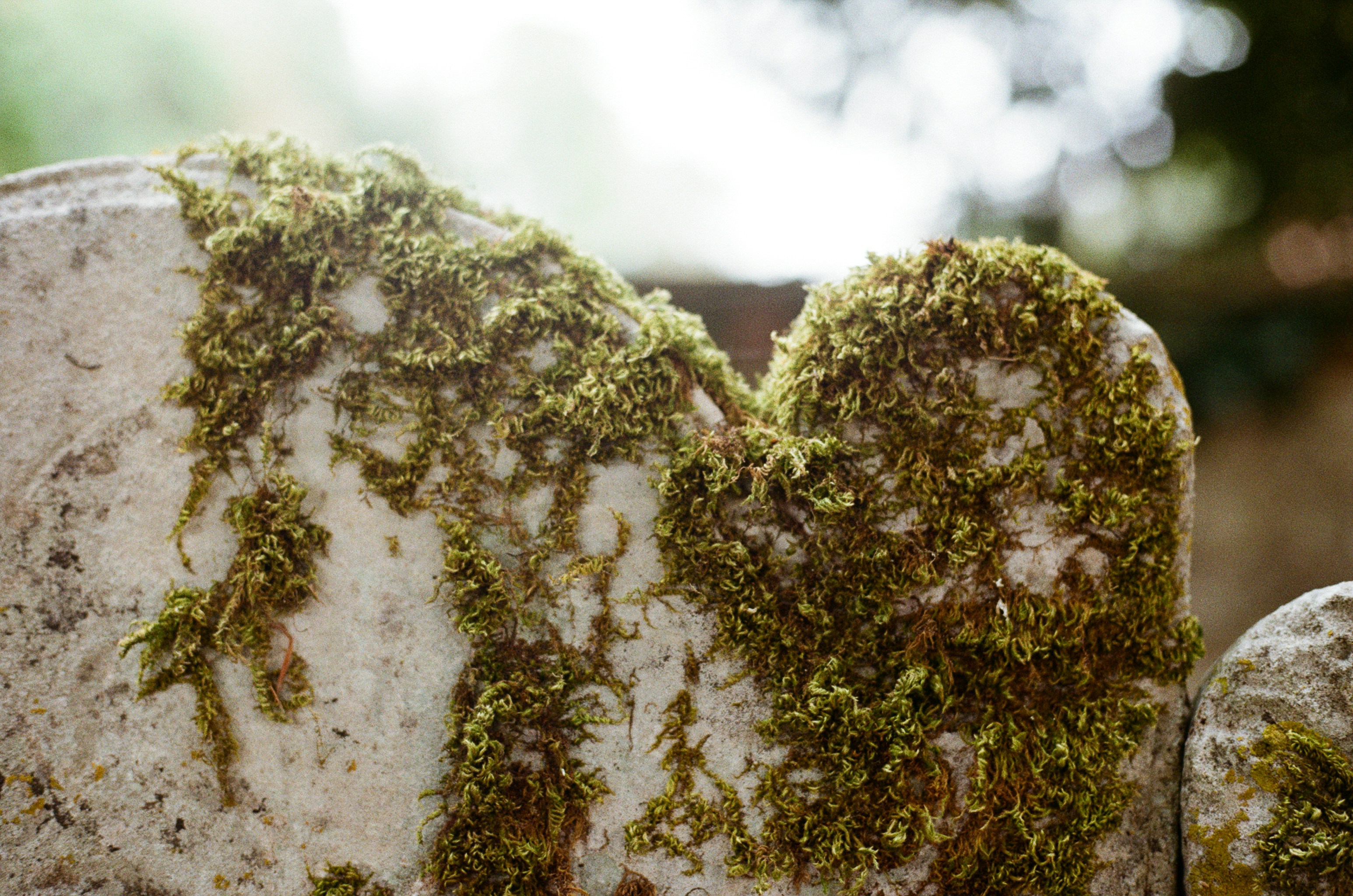 Moss growing on weathered stone texture