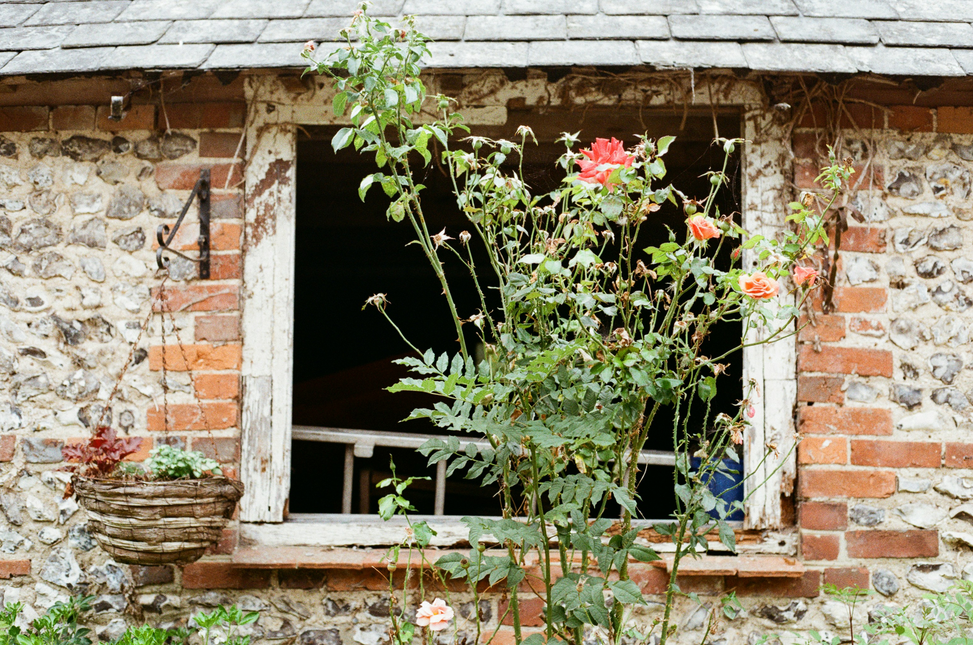 Rose bush growing in front of rustic stone building window