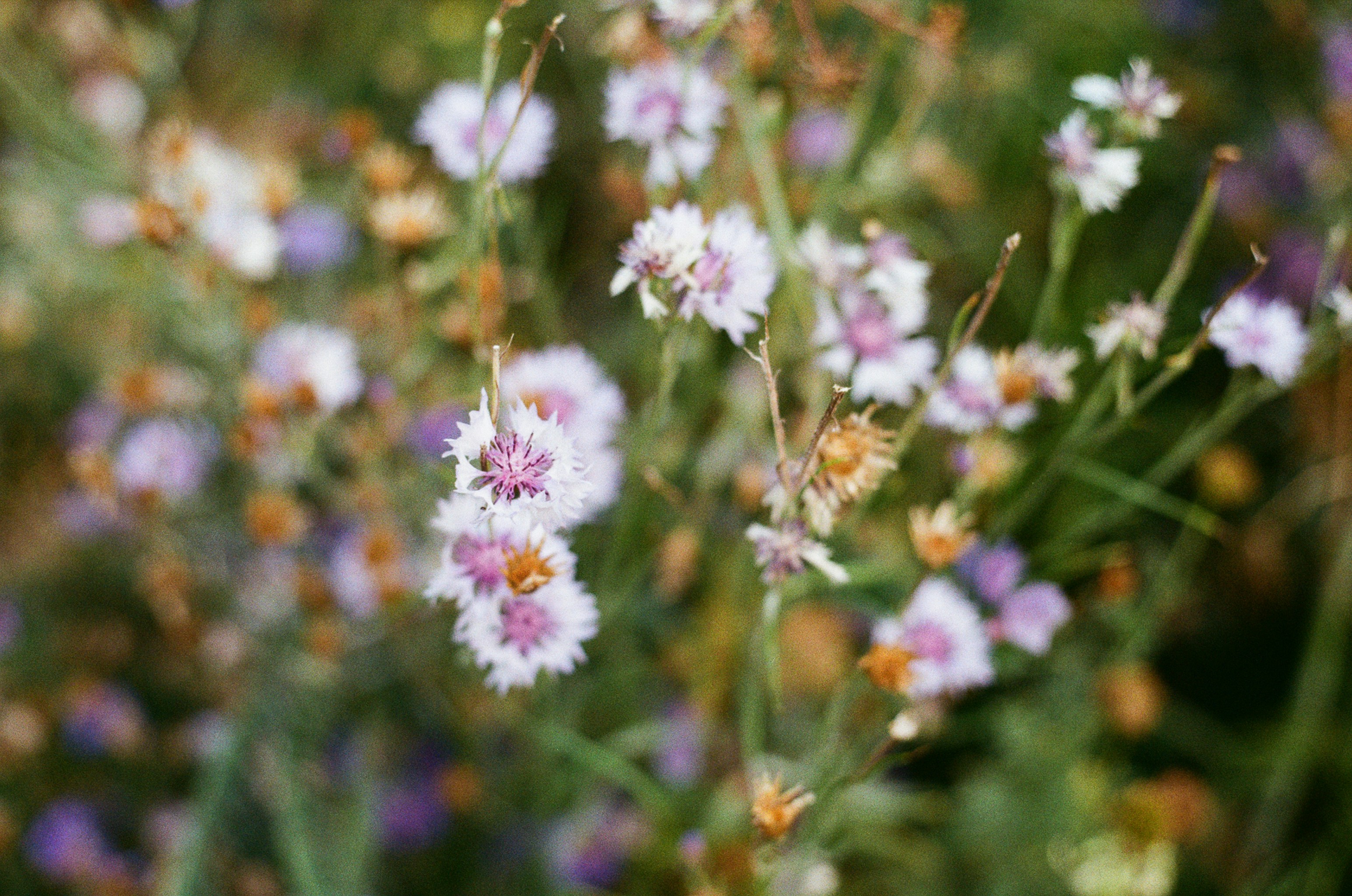 Photo by tanyabarrow