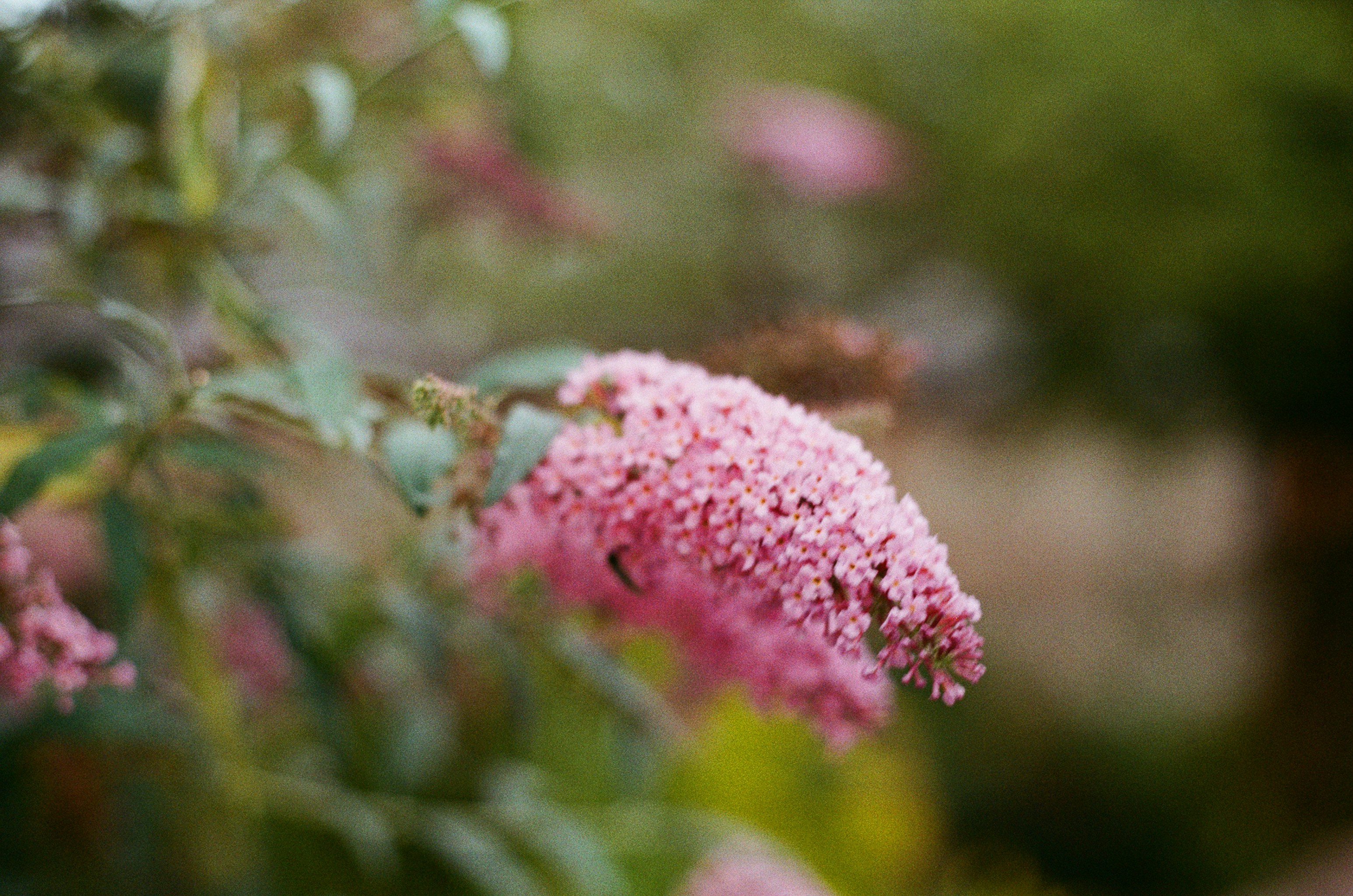 Close-up of a pink butterfly bush flower.