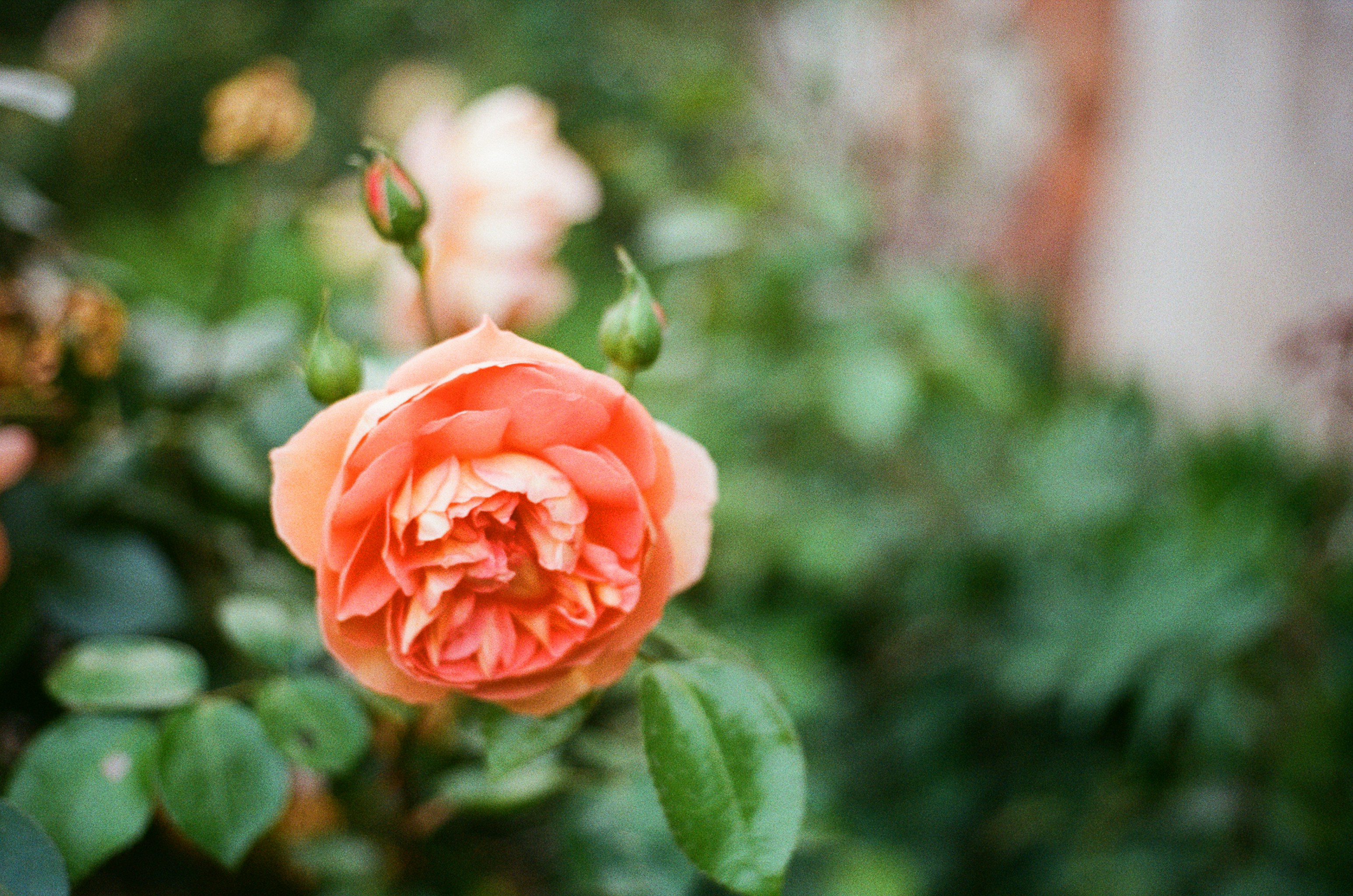 Photo by tanyabarrow