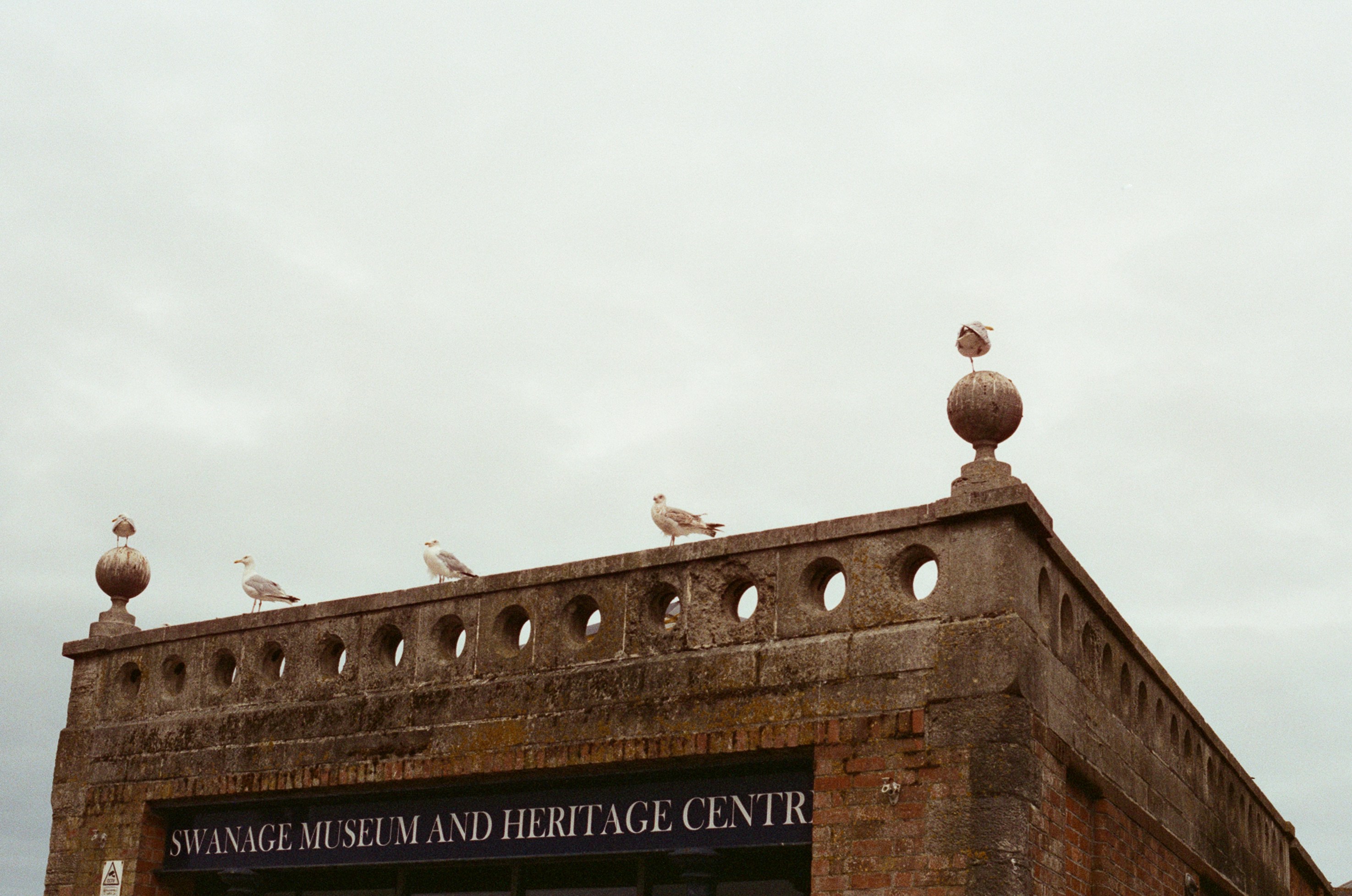 Seagulls on historic building