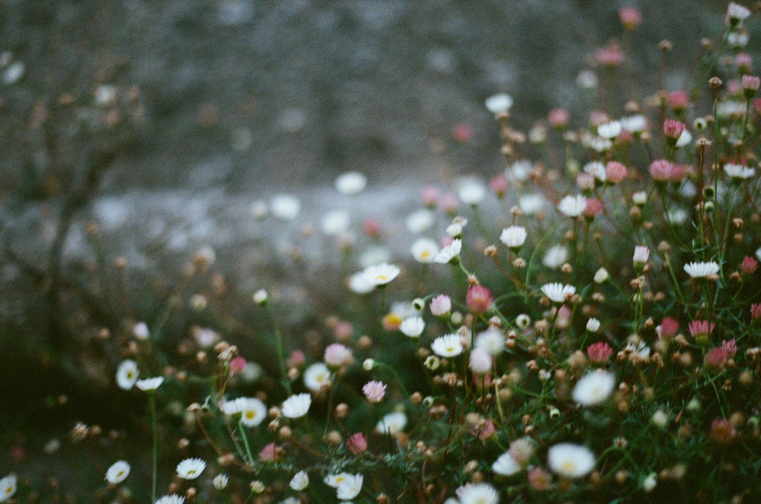 Photo by tanyabarrow