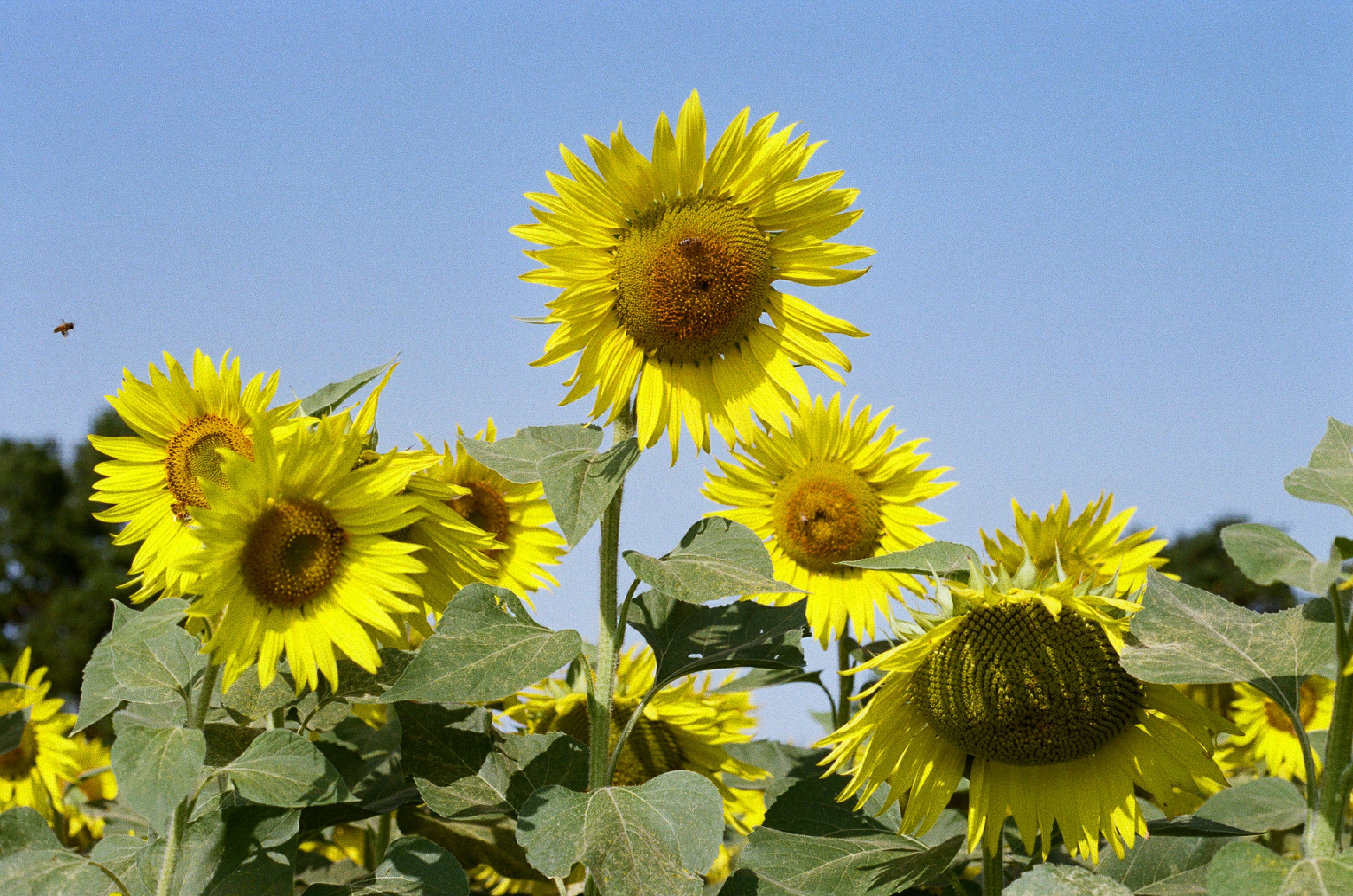 Photo by tanyabarrow