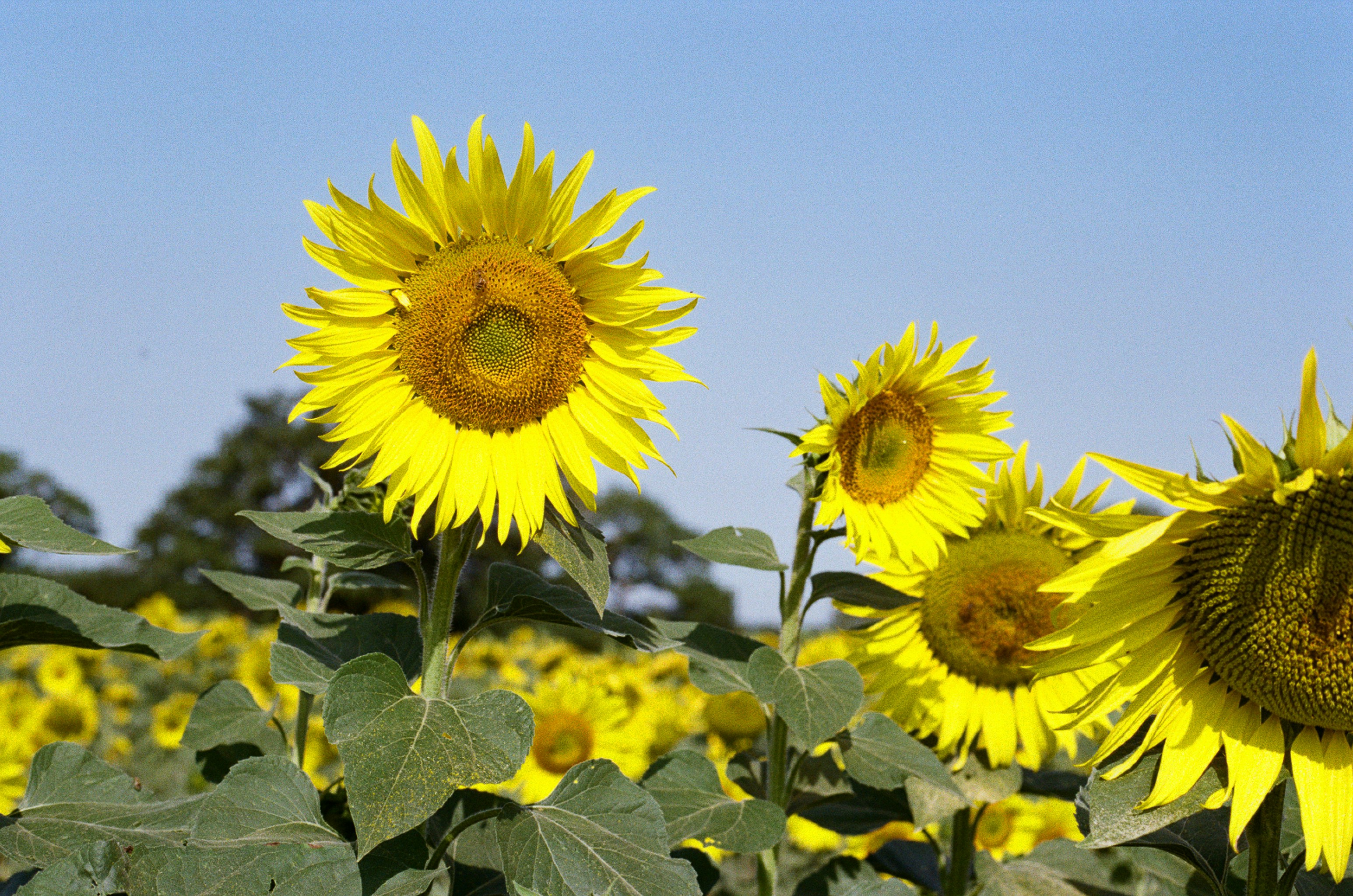 Photo by tanyabarrow