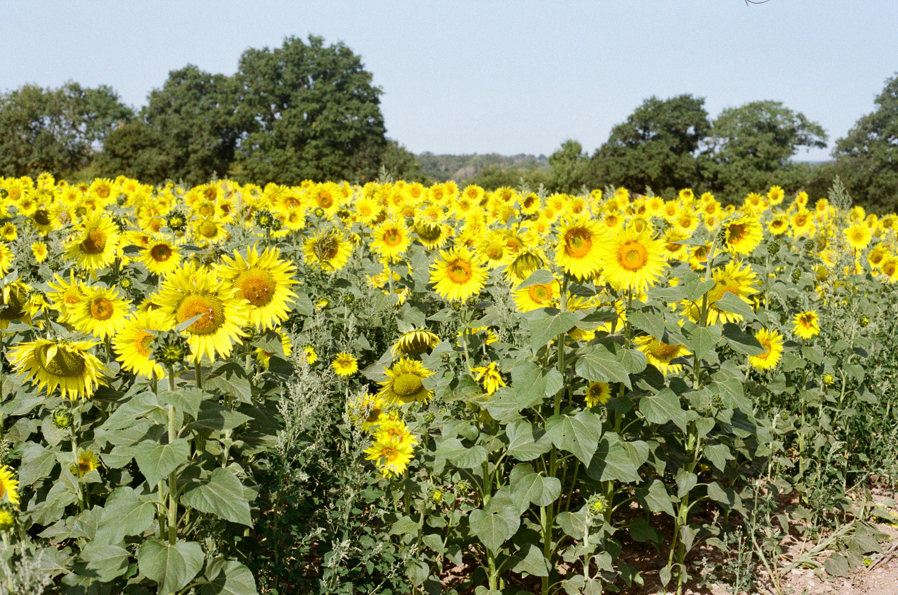 Photo by tanyabarrow