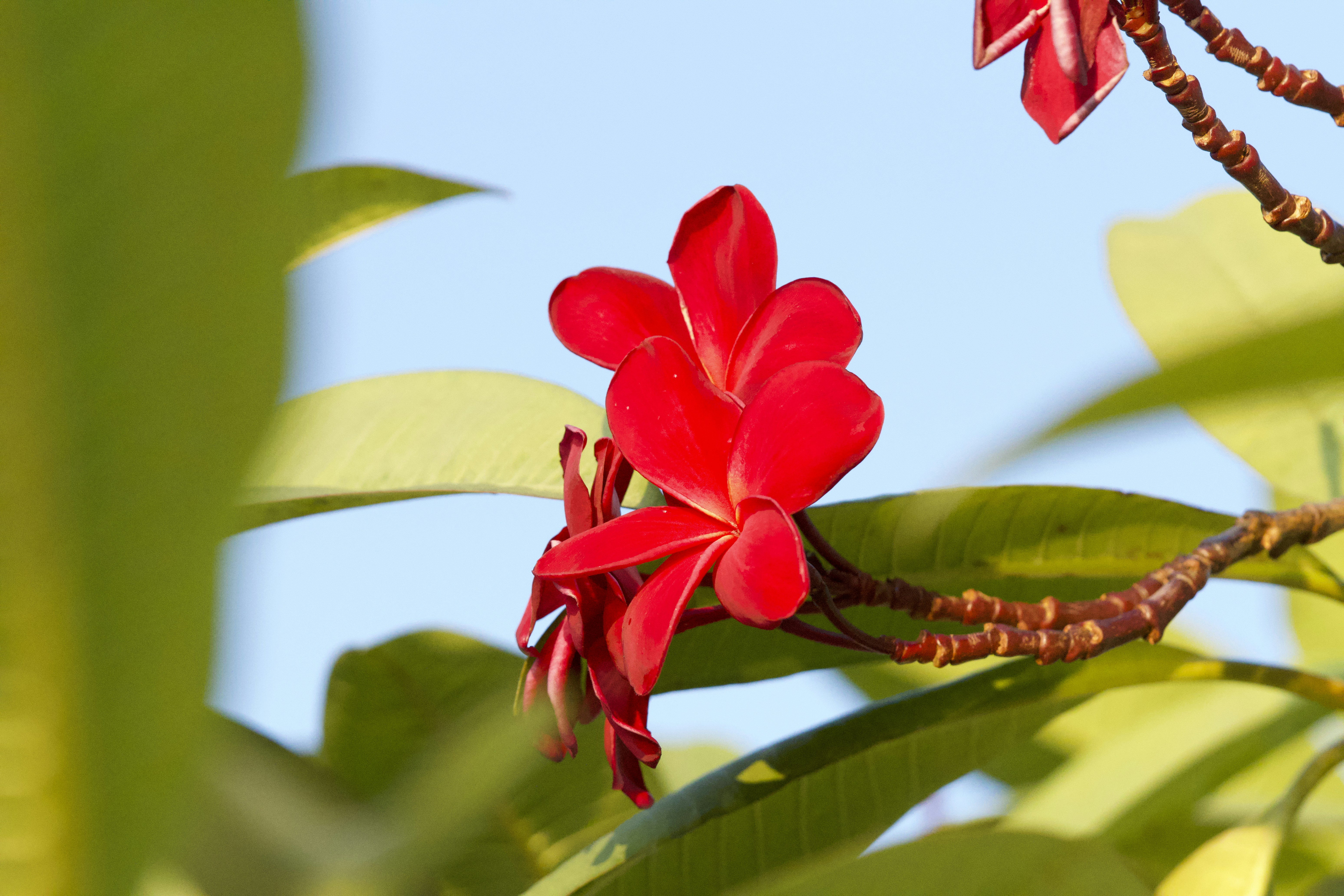 Photo by muscateer777