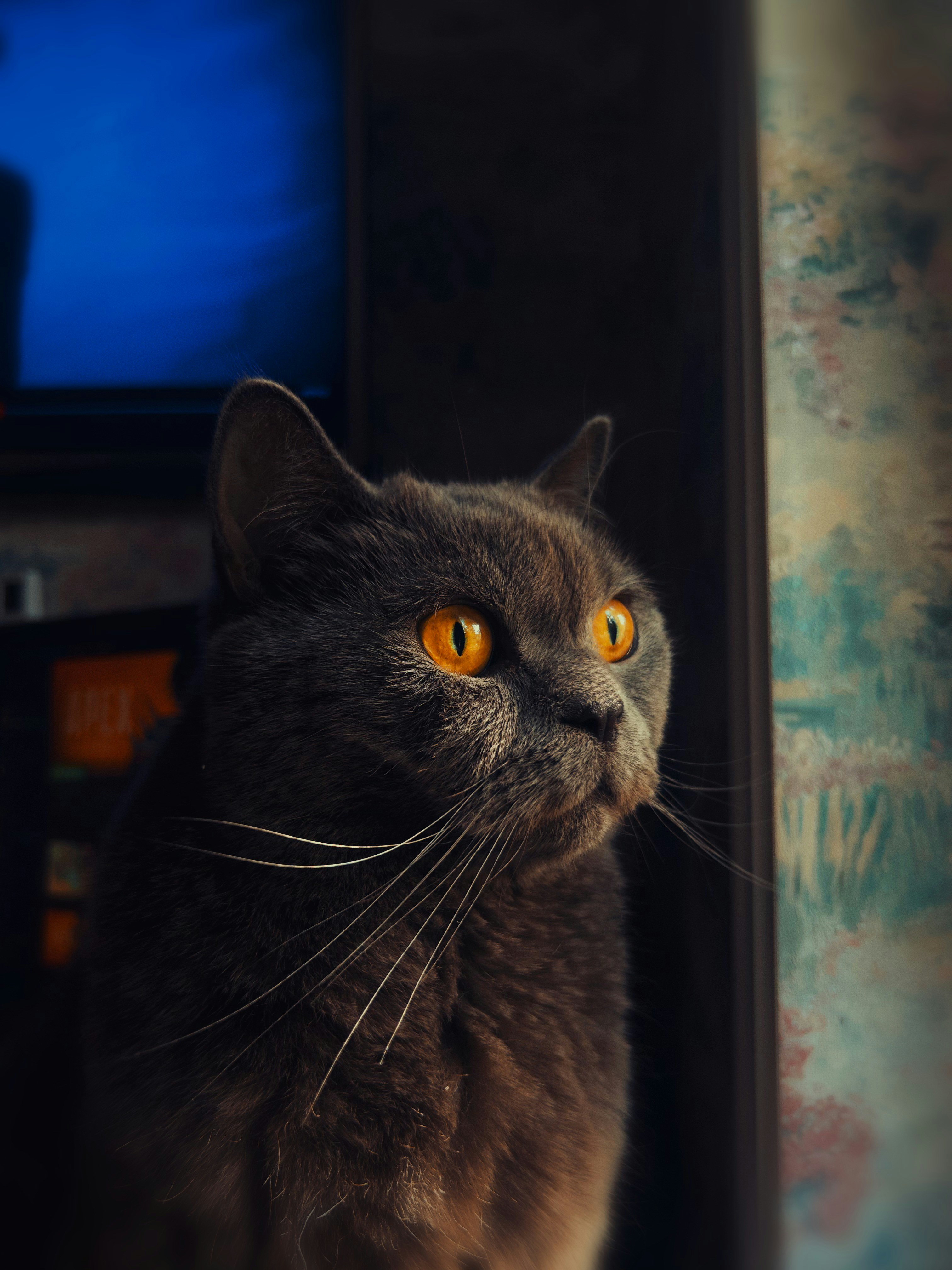 A grey cat with bright orange eyes looks out a window.
