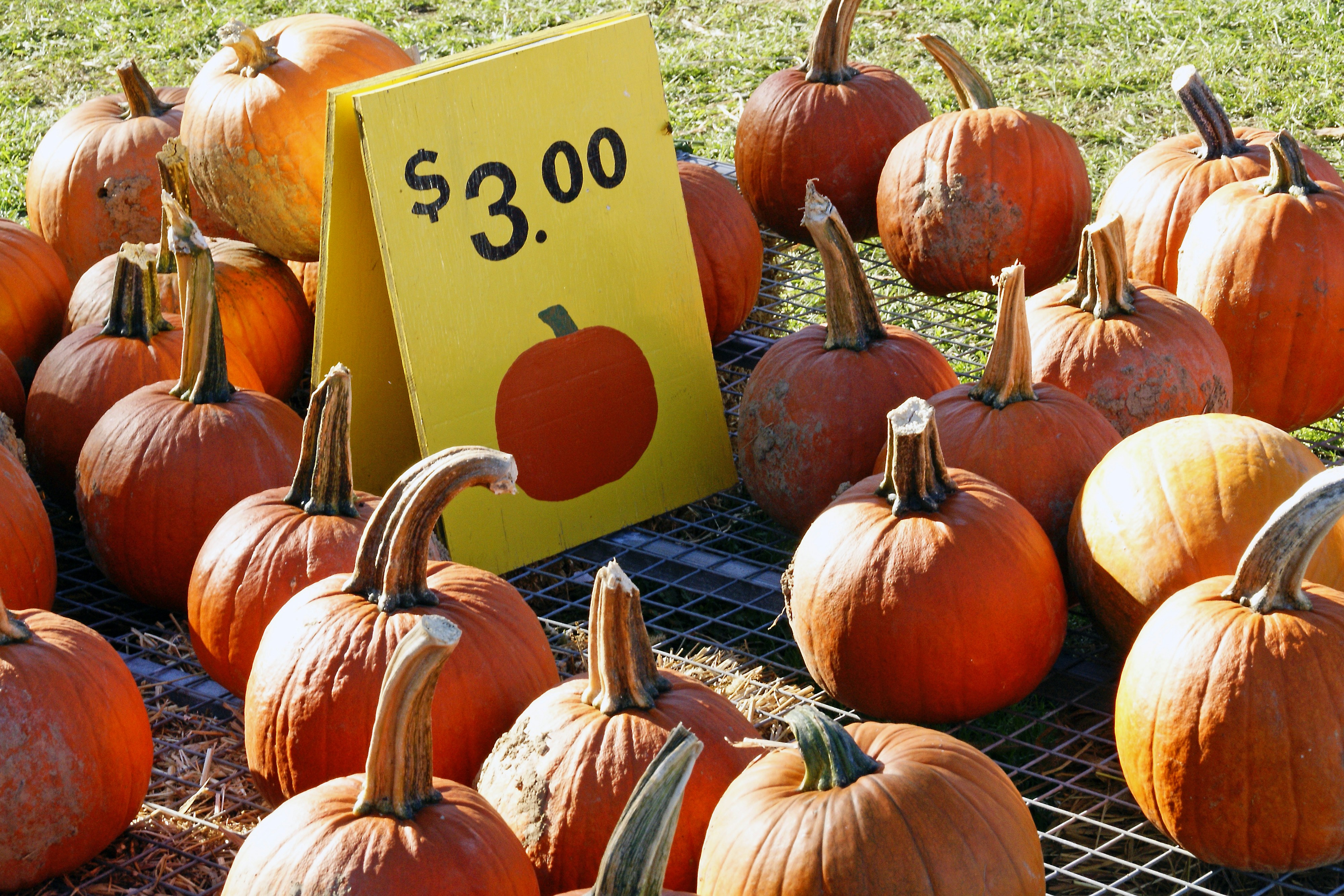 Pumpkins for sale with a price tag