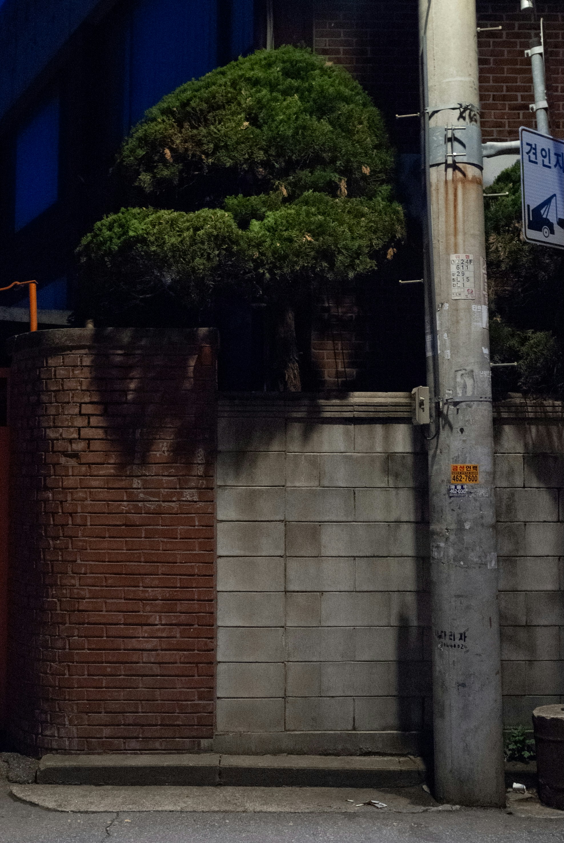 A manicured tree behind a brick and concrete wall.