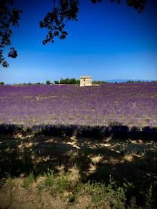 Lavender field with a small building under blue sky.