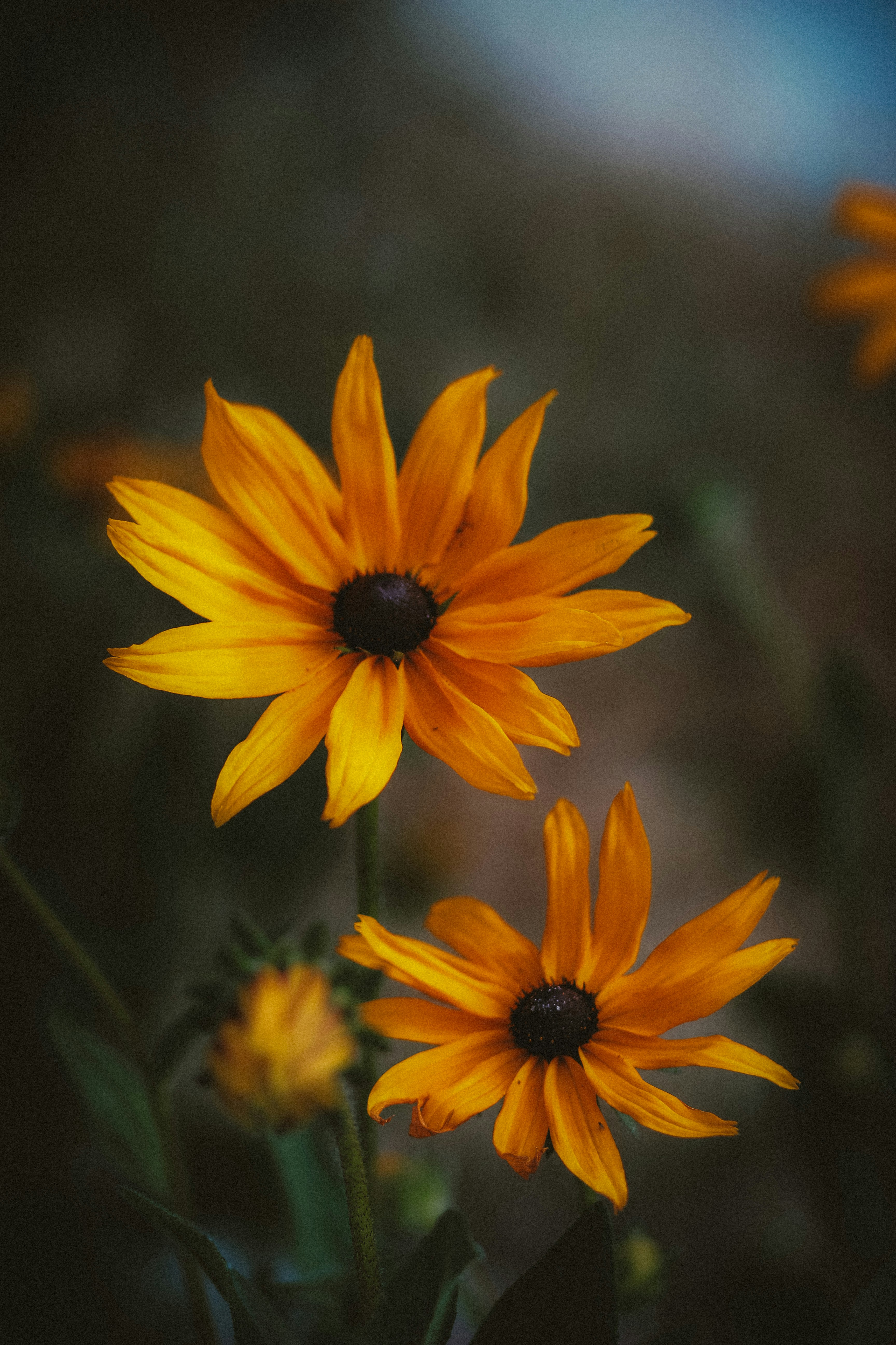 Photo by saeedisavy1