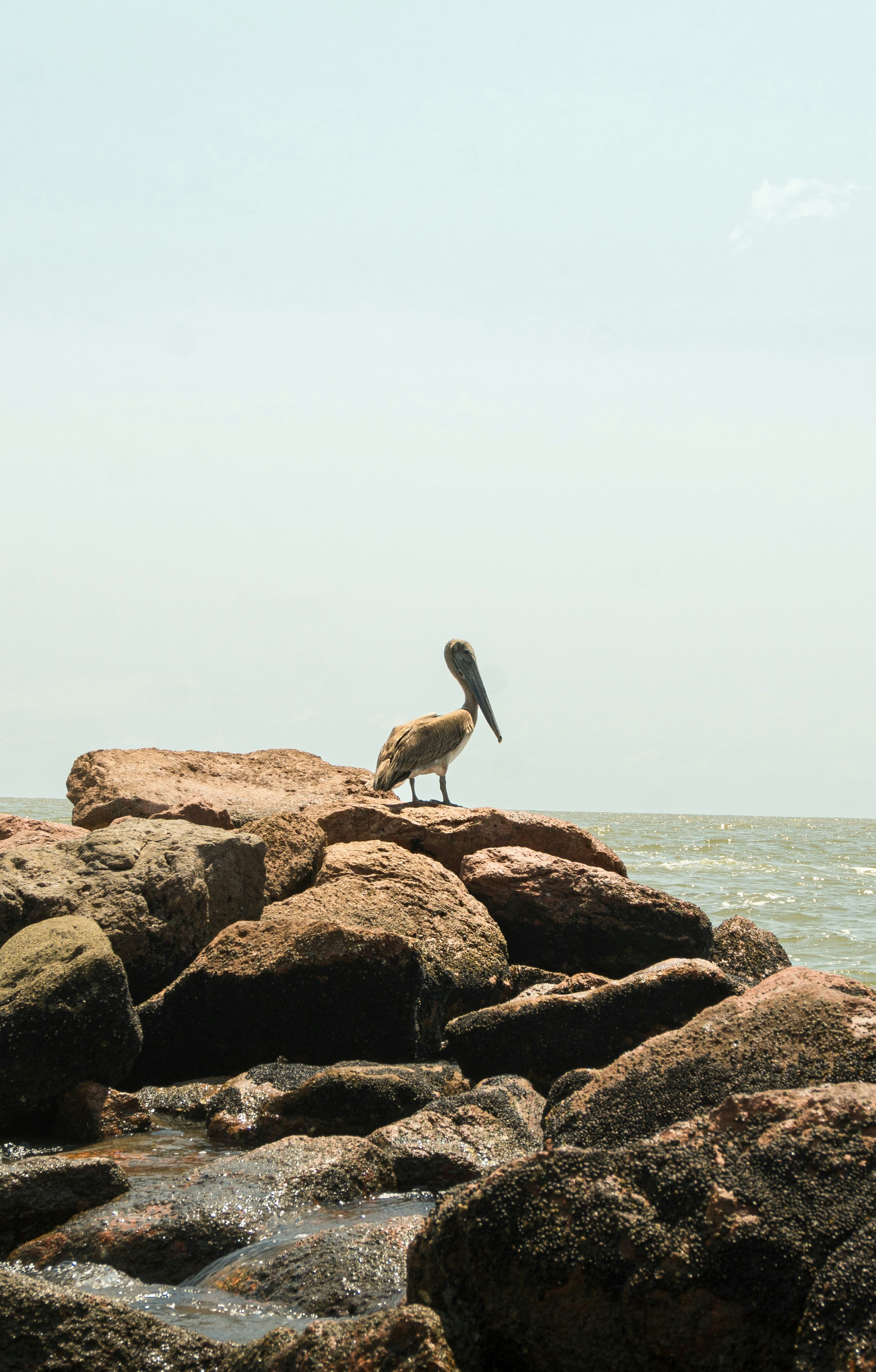 La roca Aggiornado Post feature image