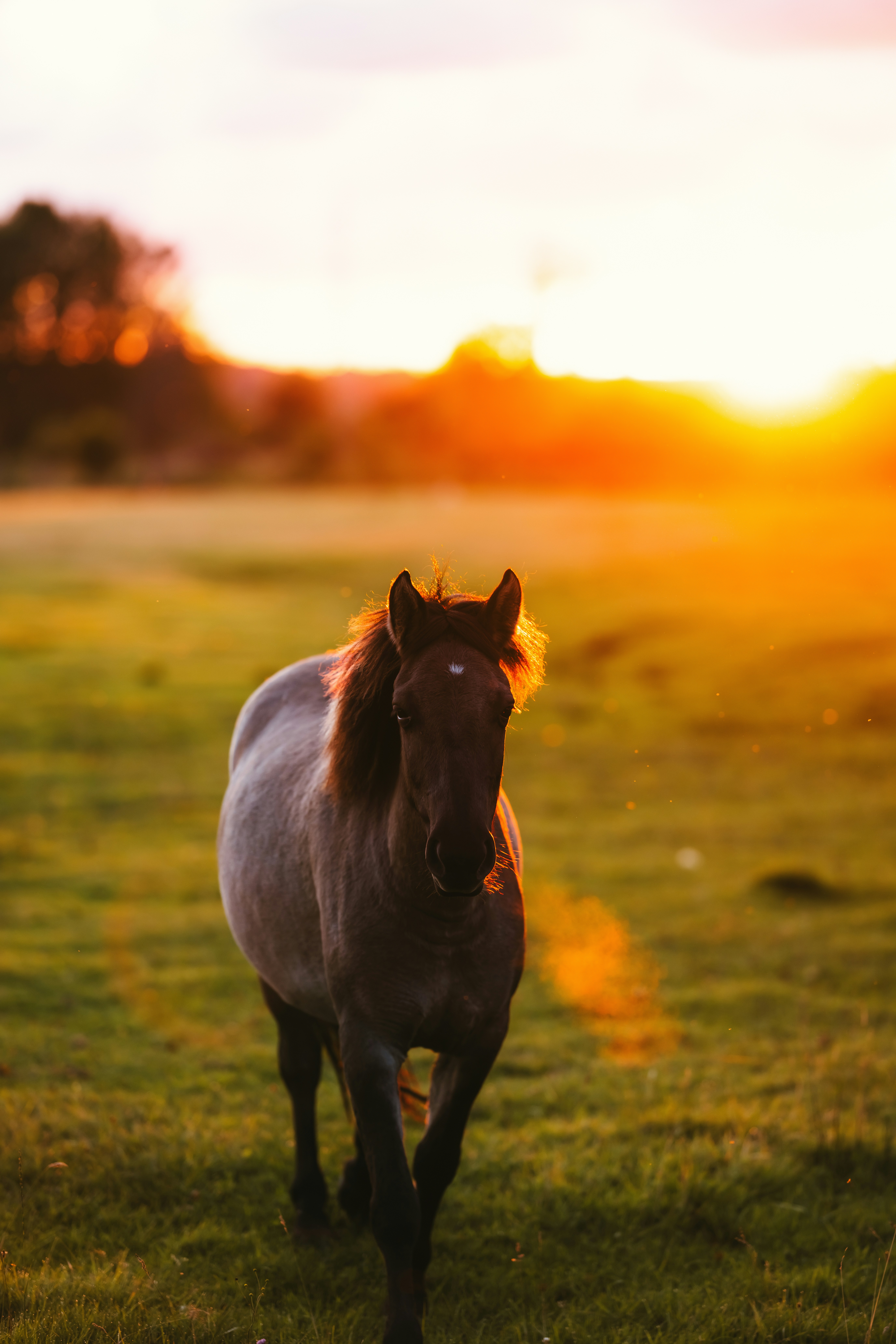 Photo by kristapsungurs