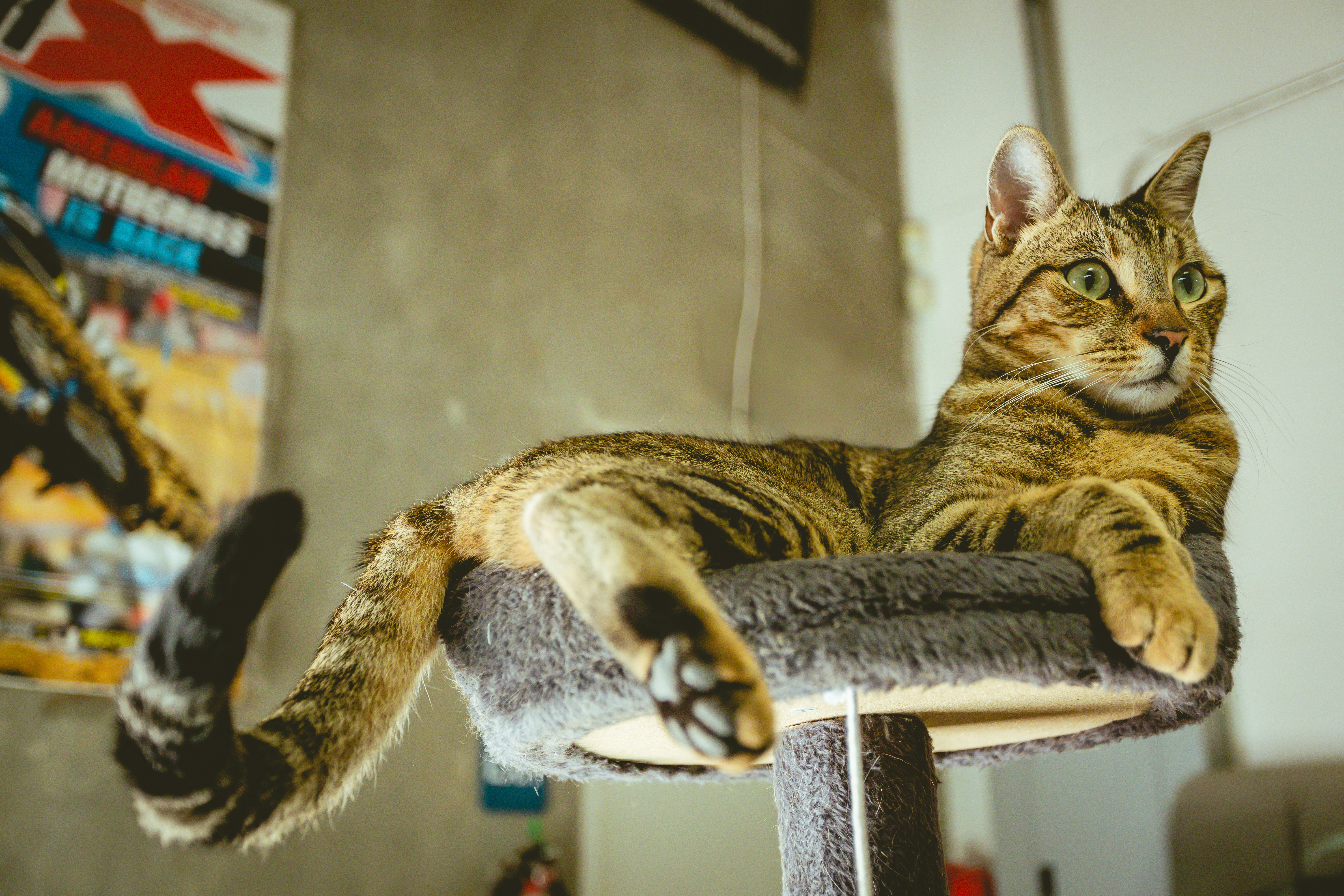 Tabby cat lounging on a scratching post