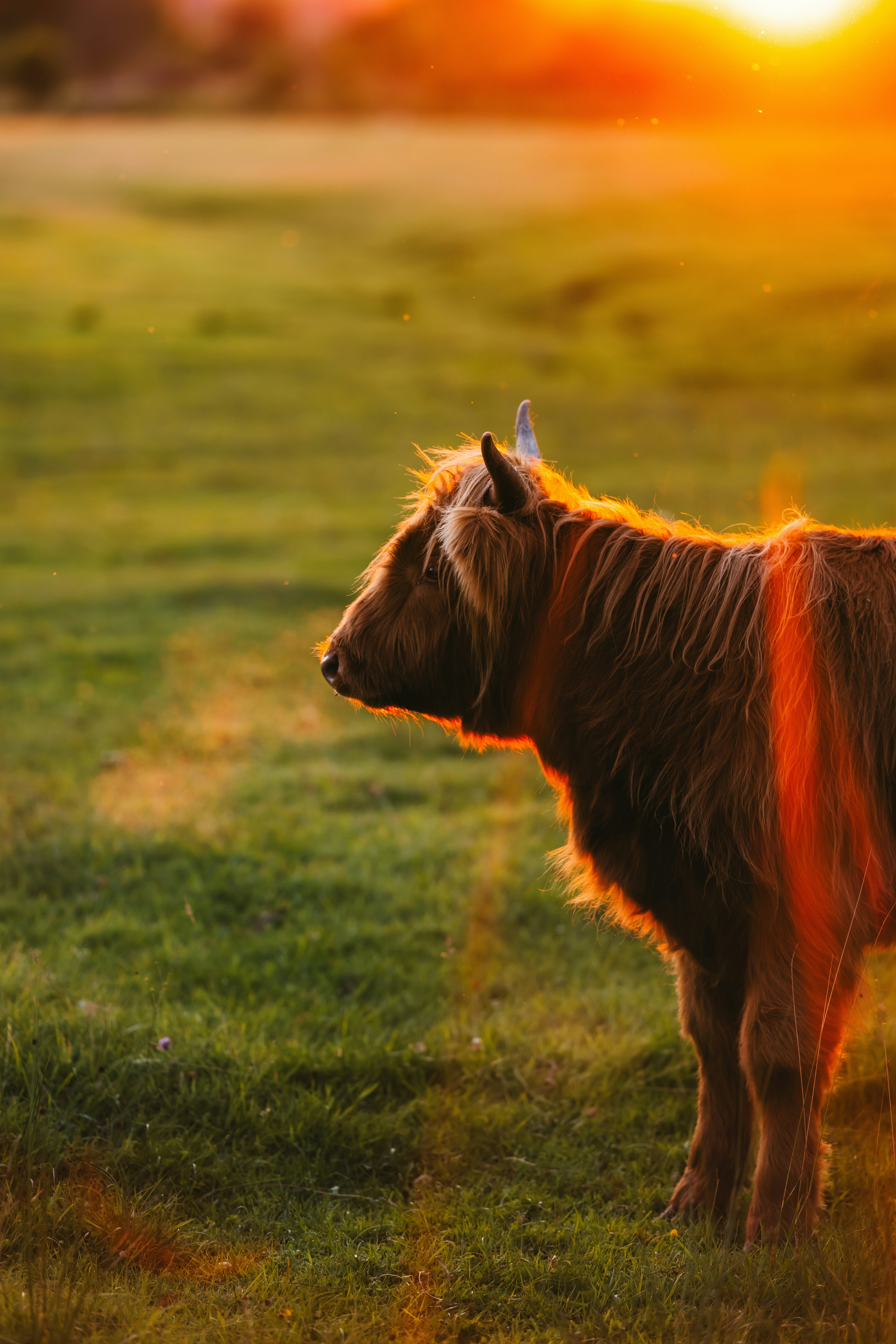 Photo by kristapsungurs