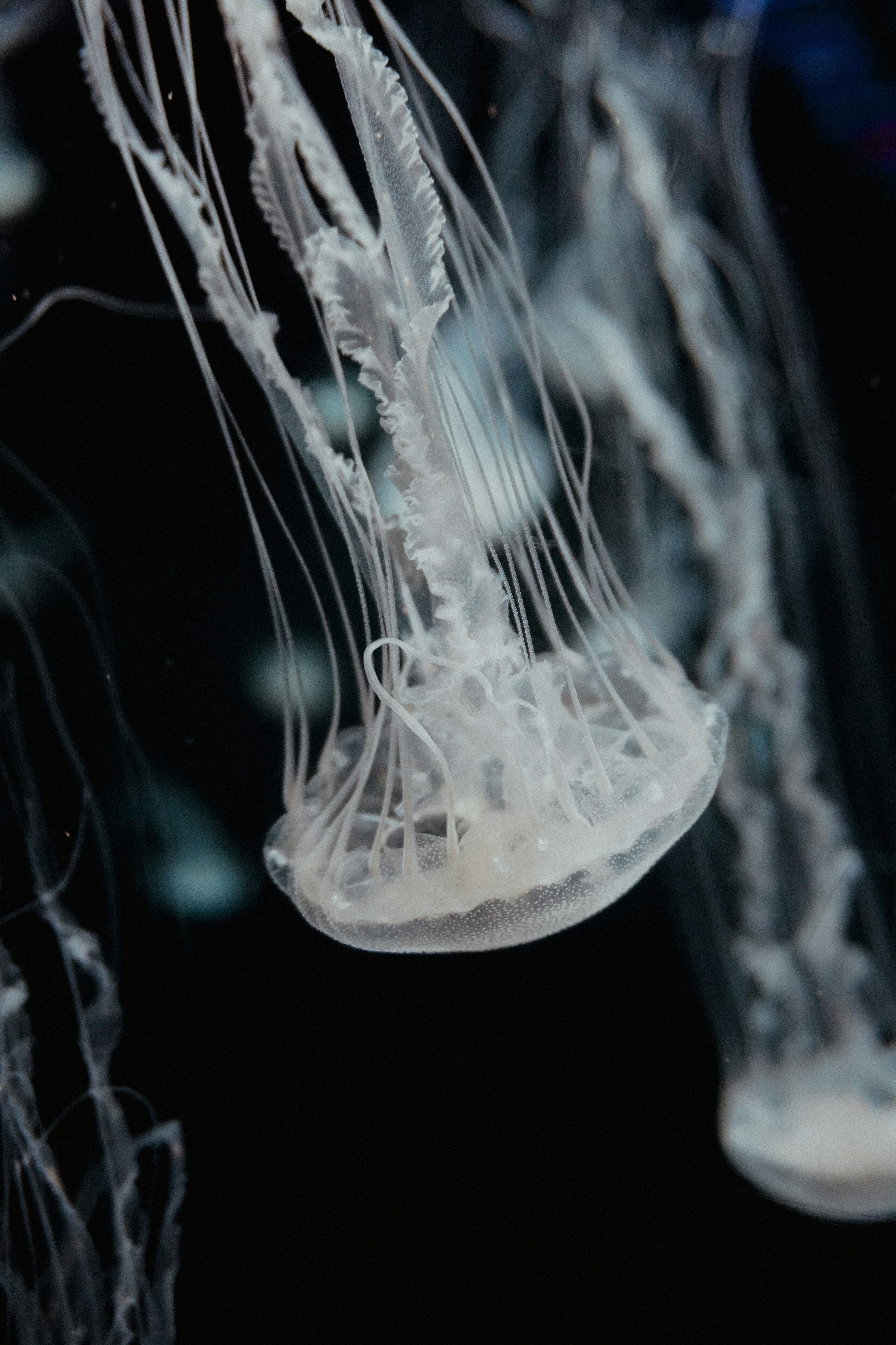 wedding veil wallpaper, wallpaper, Wedding Veil Hairstyles: Styling Tips & Ideas 5