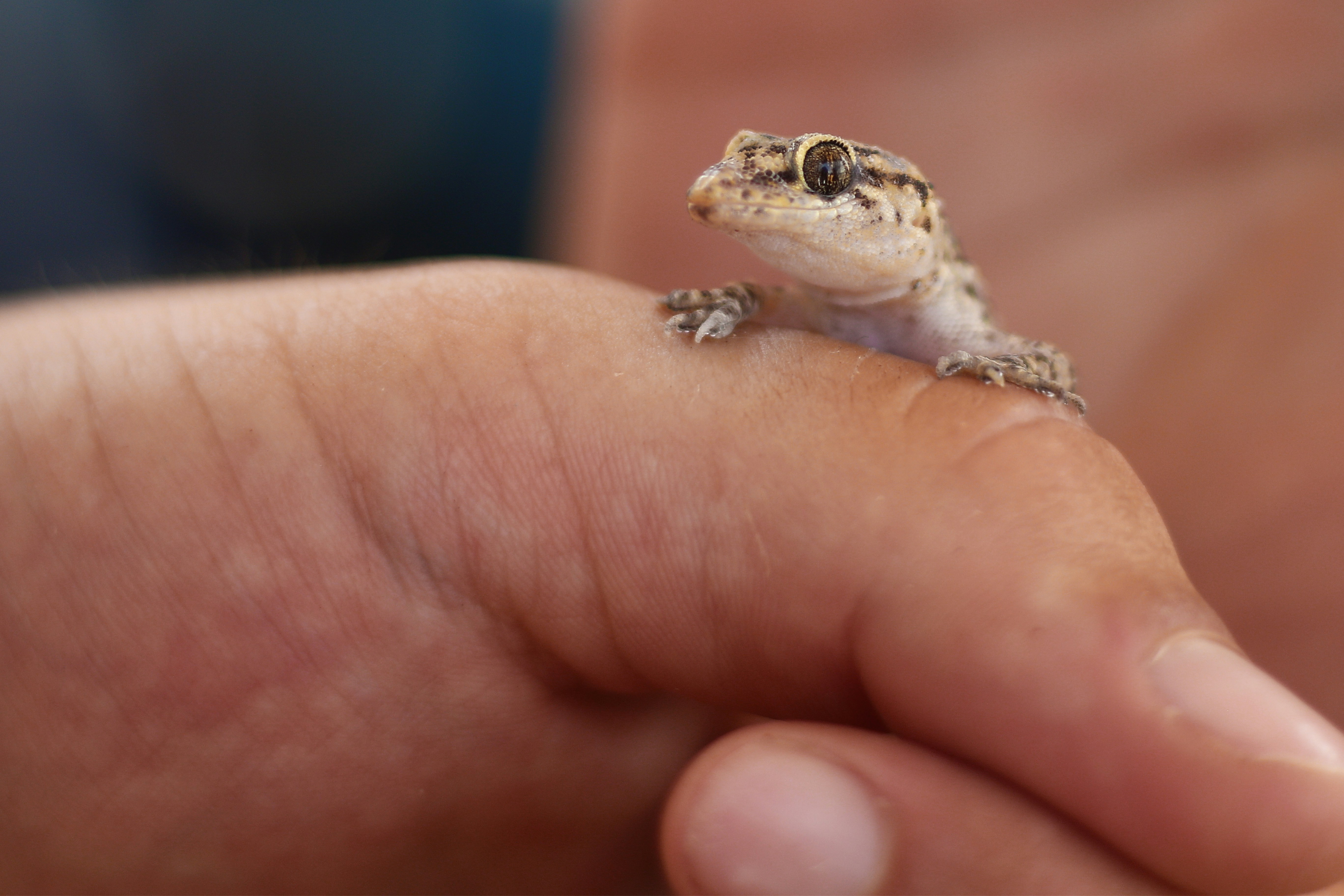 작은 도마뱀붙이가 사람의 손가락 위에 놓여 있습니다.